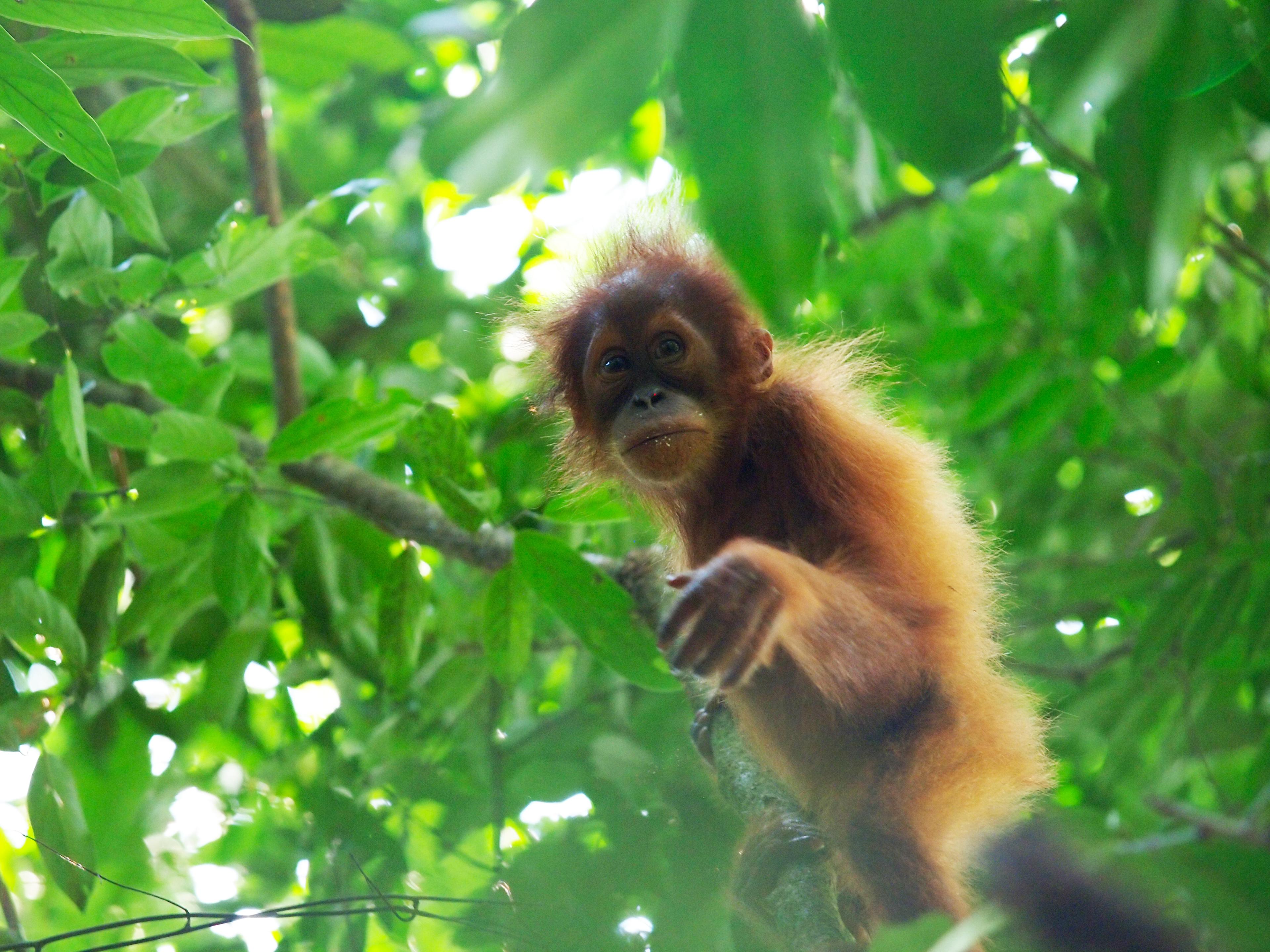 Baby-orang-oetan in de boom