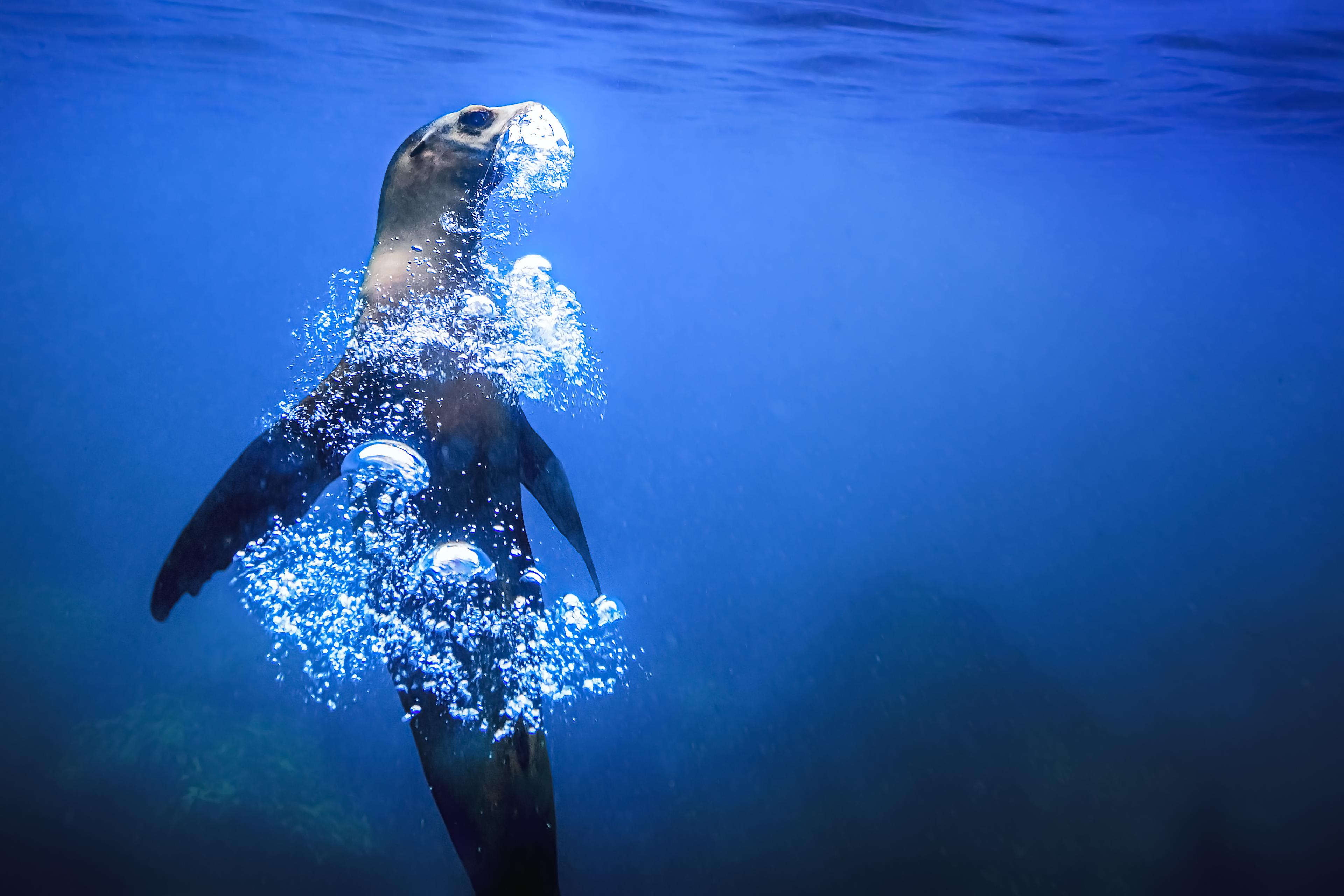 Een zeehond onder water