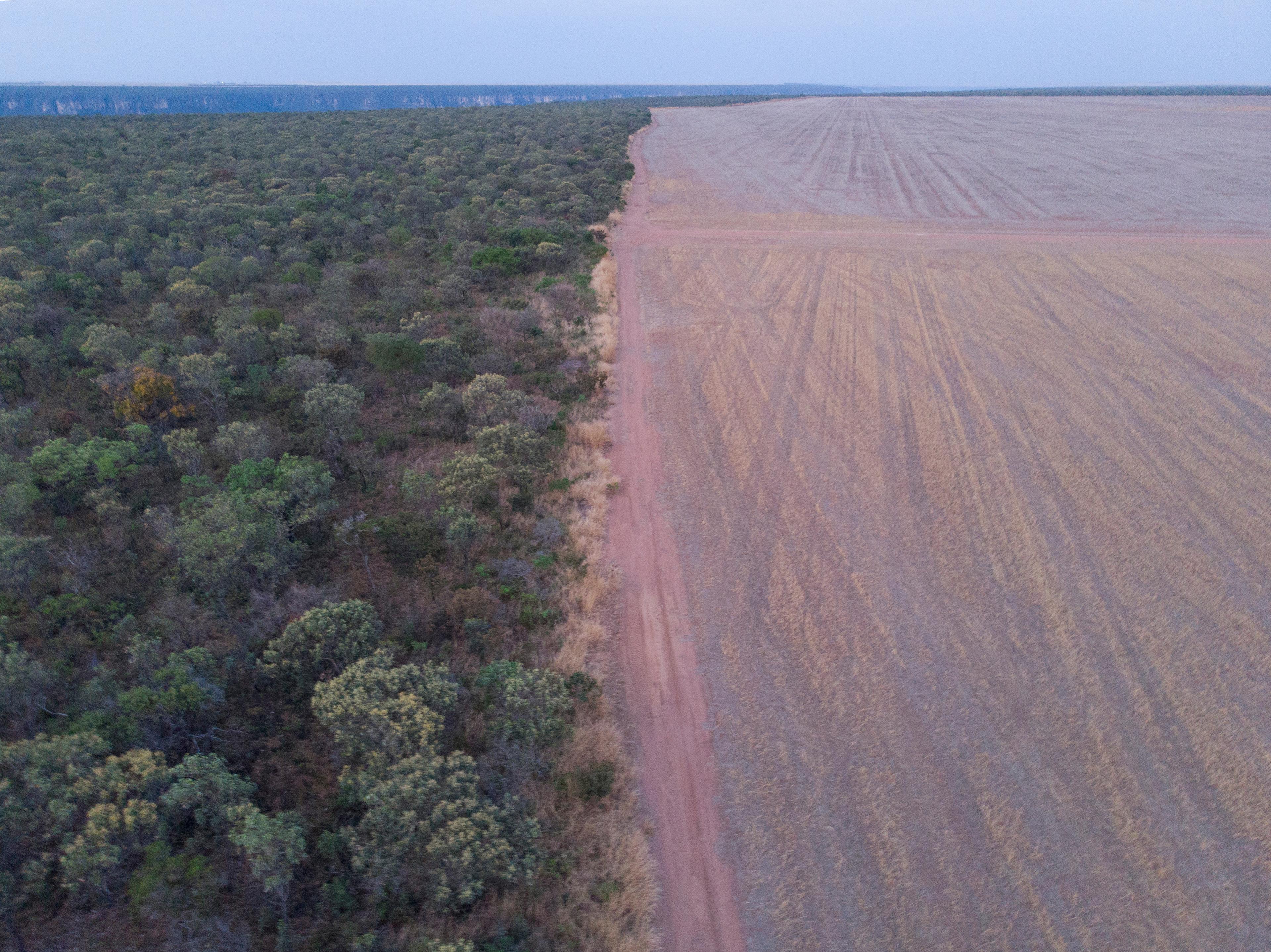 Ontbossing in de Cerrado in beeld