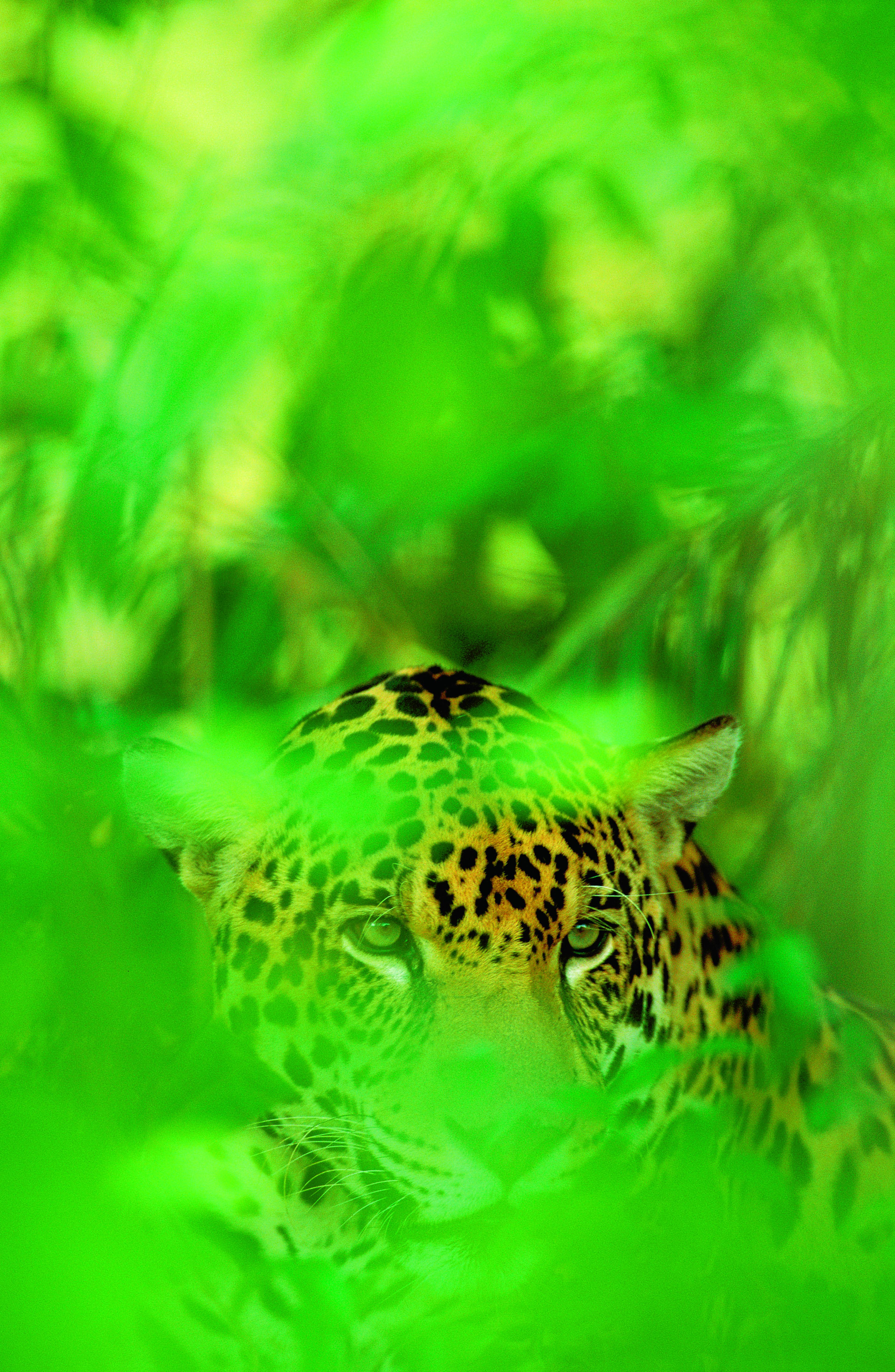 Jaguar verschuilt achter blad in het bos
