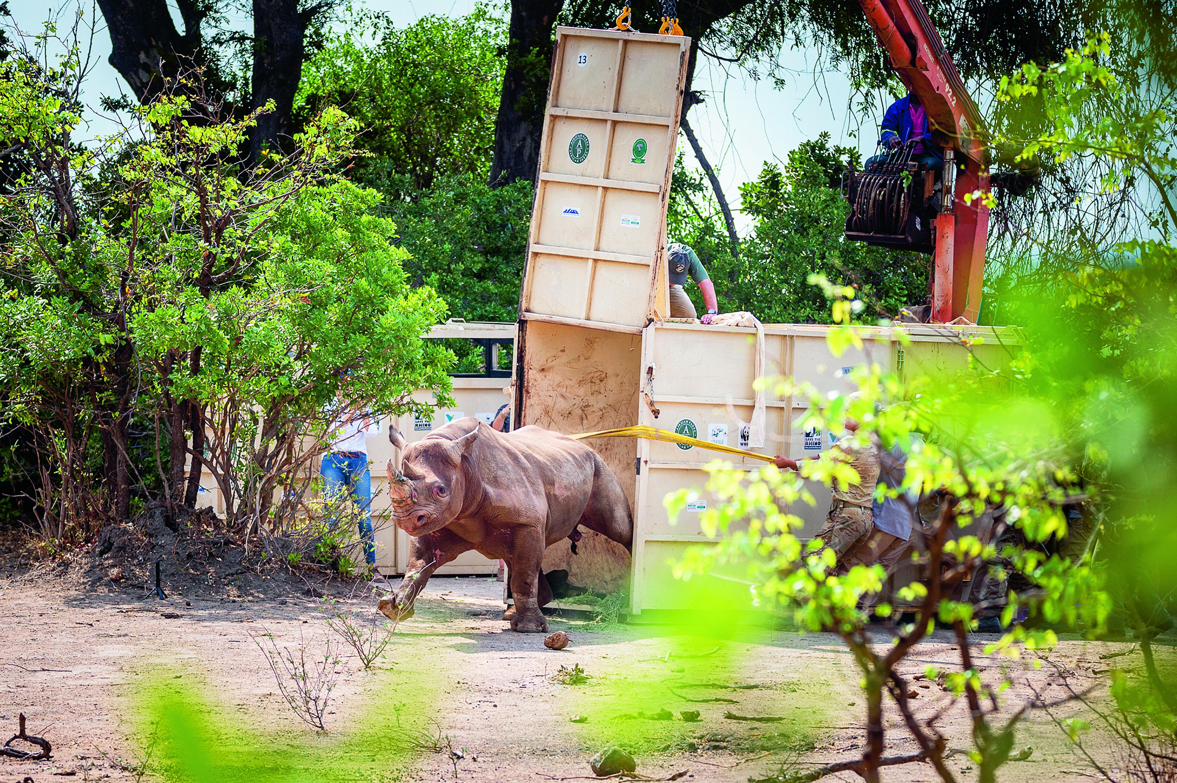 neushoorn