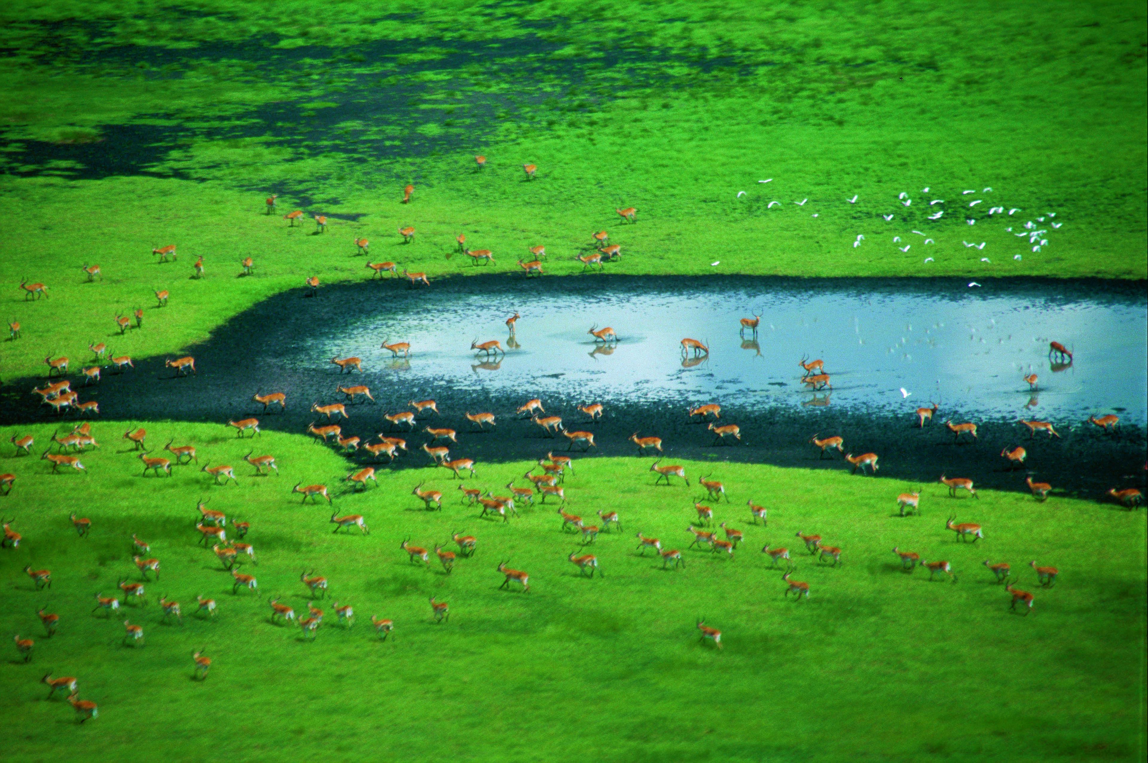 Migratie van dieren, Kafue Flats, Zambia