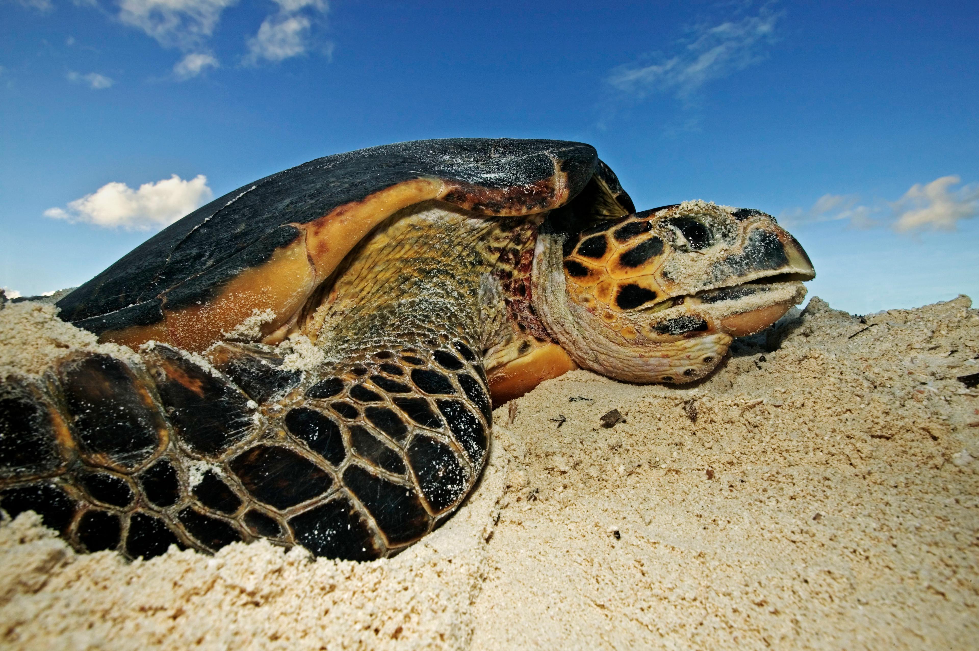 schildpad ligt op hoop zand