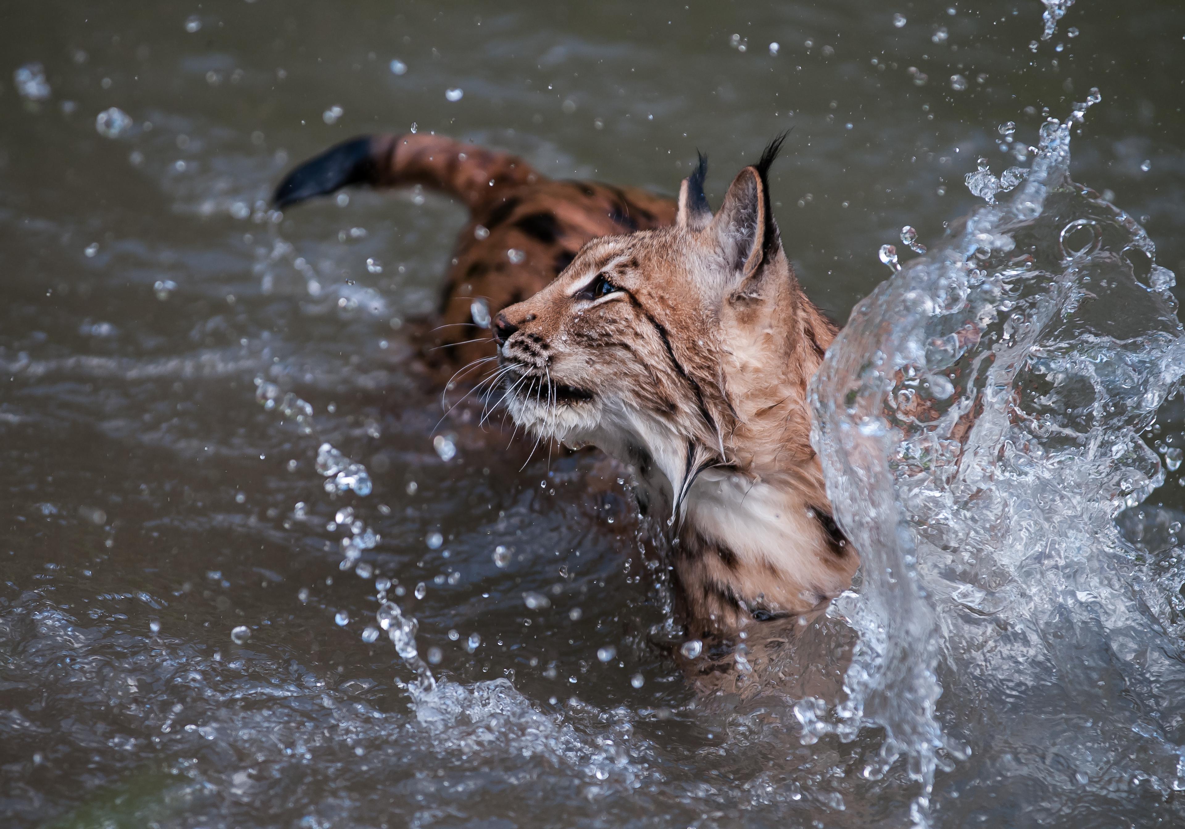 lynx in water