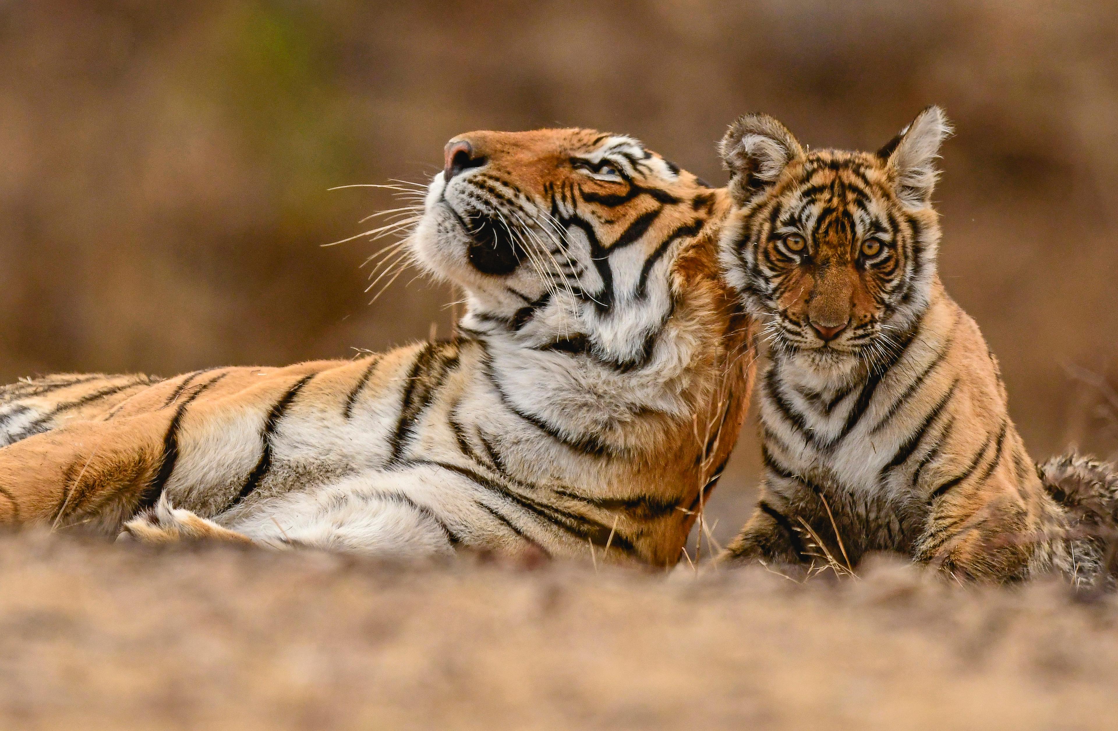 Een tijger met haar jong in India