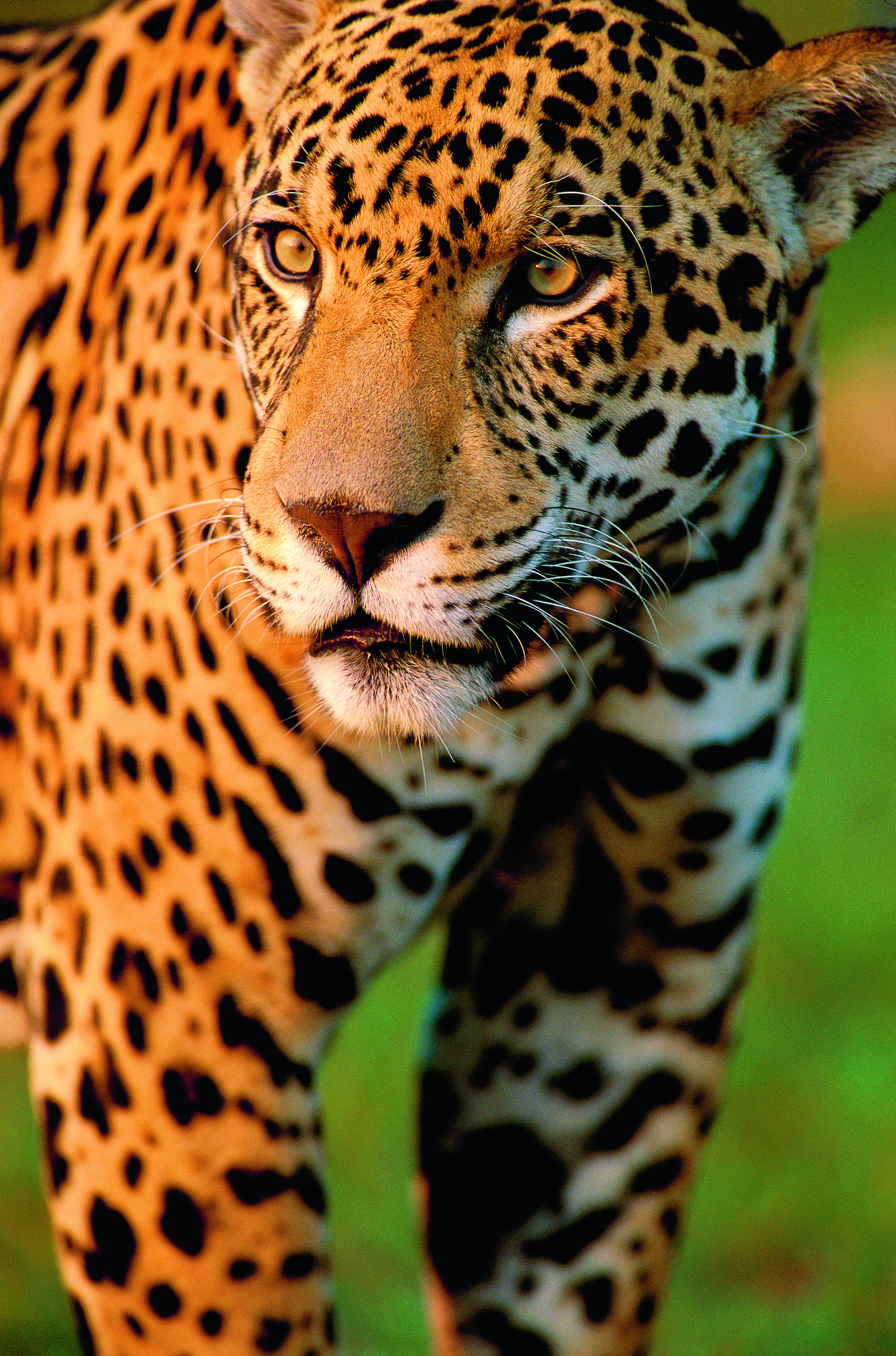 close-up jauguar