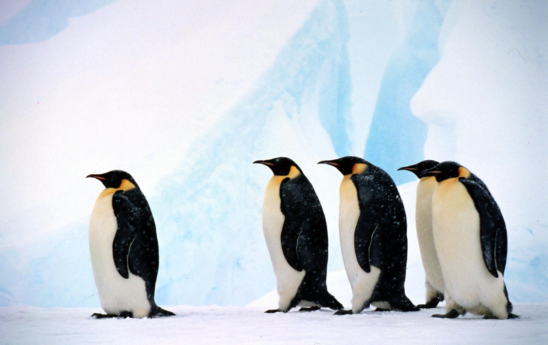 Pinguïns tegen achtergrond van blauw ijs