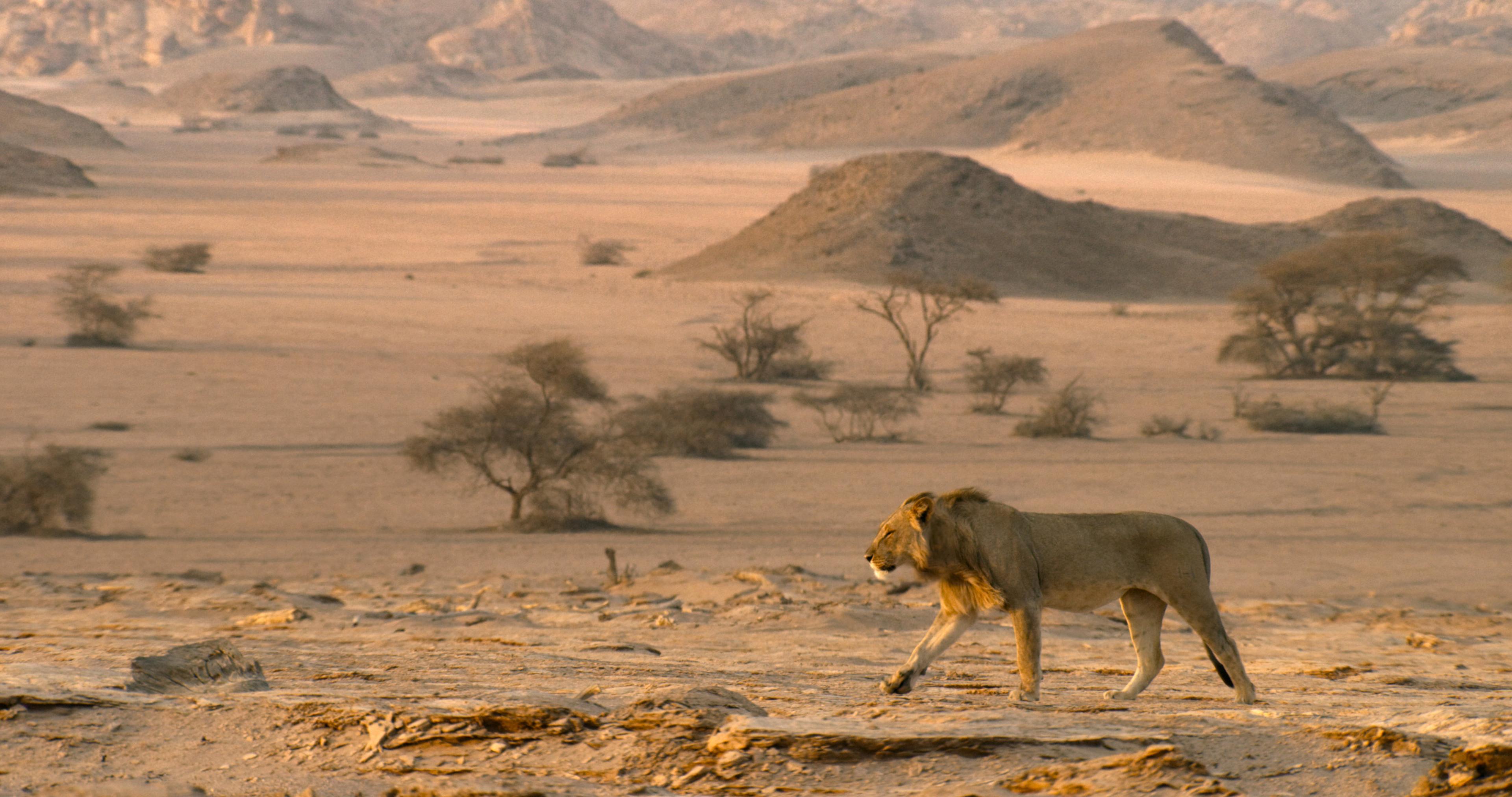 Mannetjes leeuw loop door de woestijn, Namibië