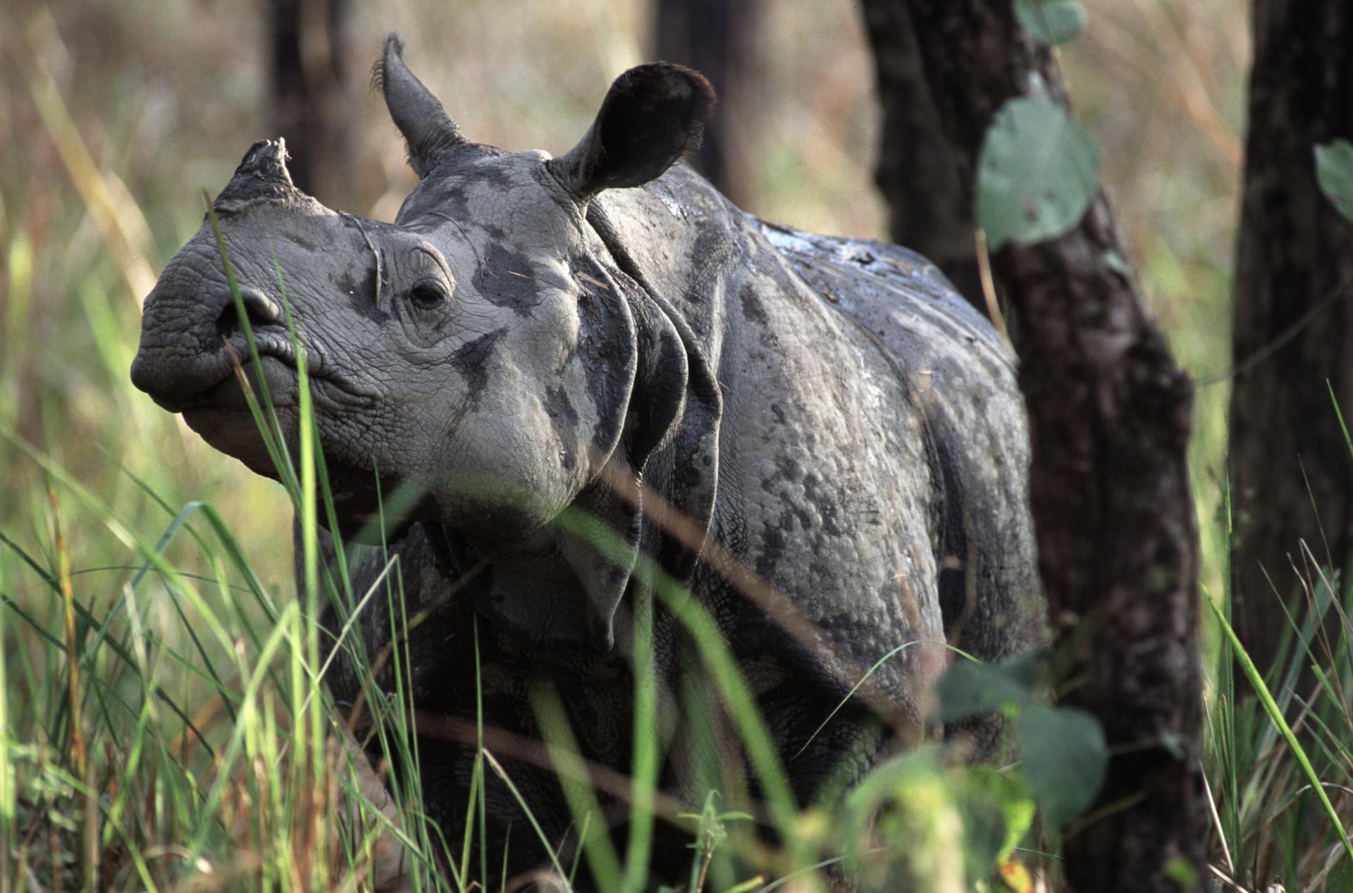 Indische neushoorn in het gras