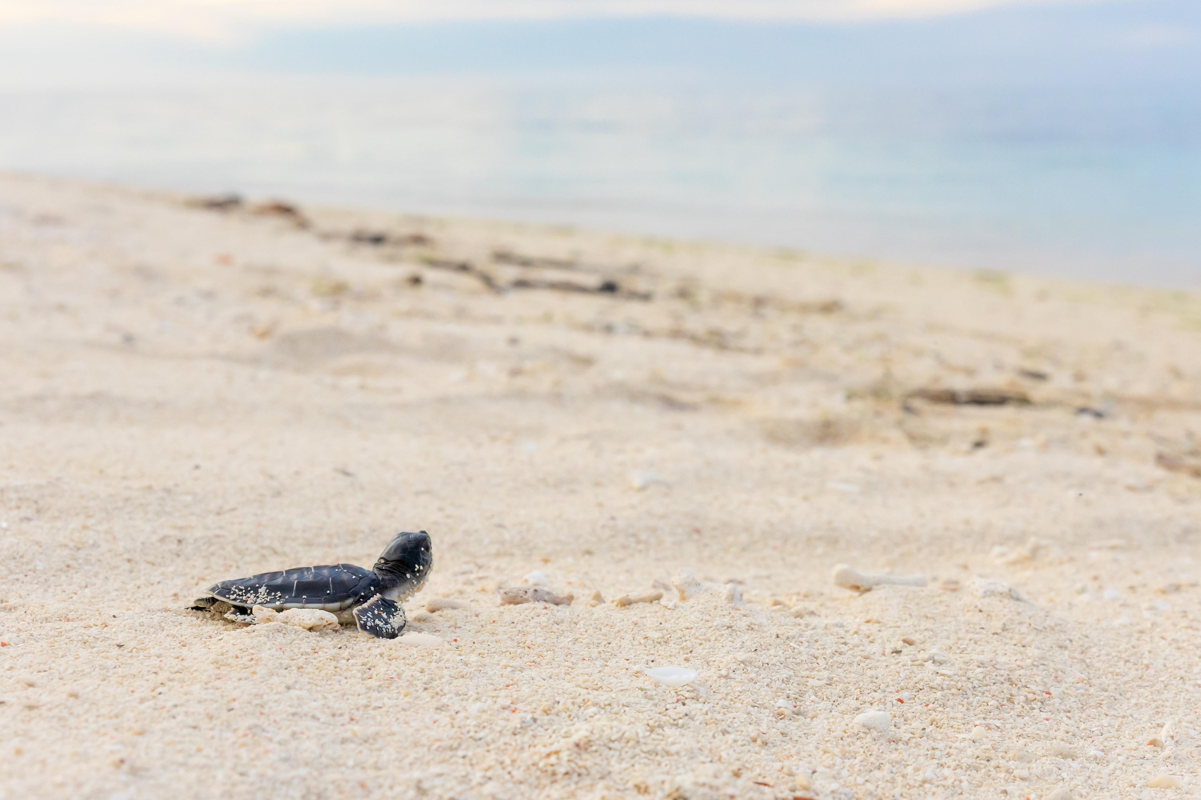 Babyzeeschildpad op het strand