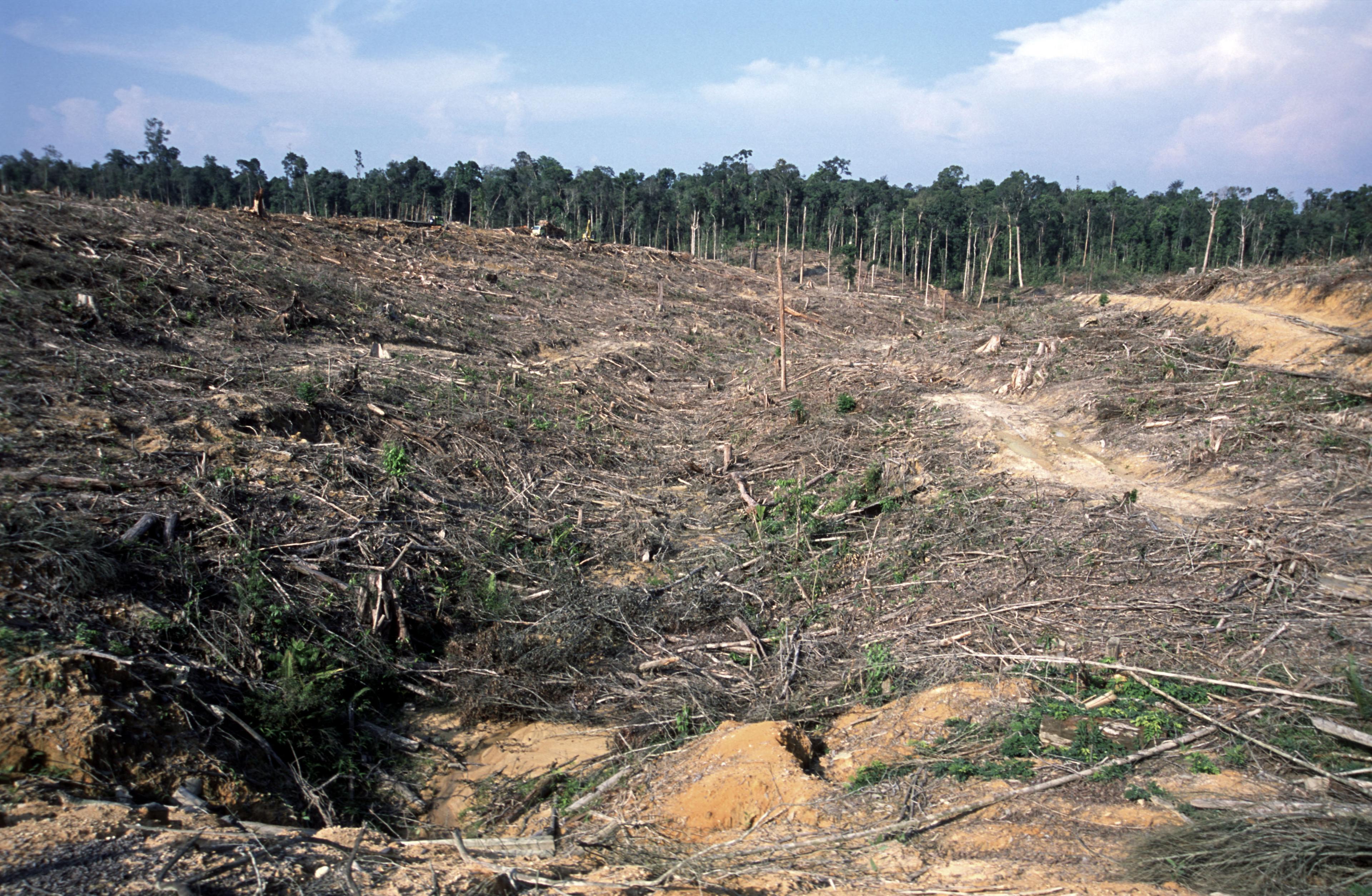 Illegale ontbossing Sumatra