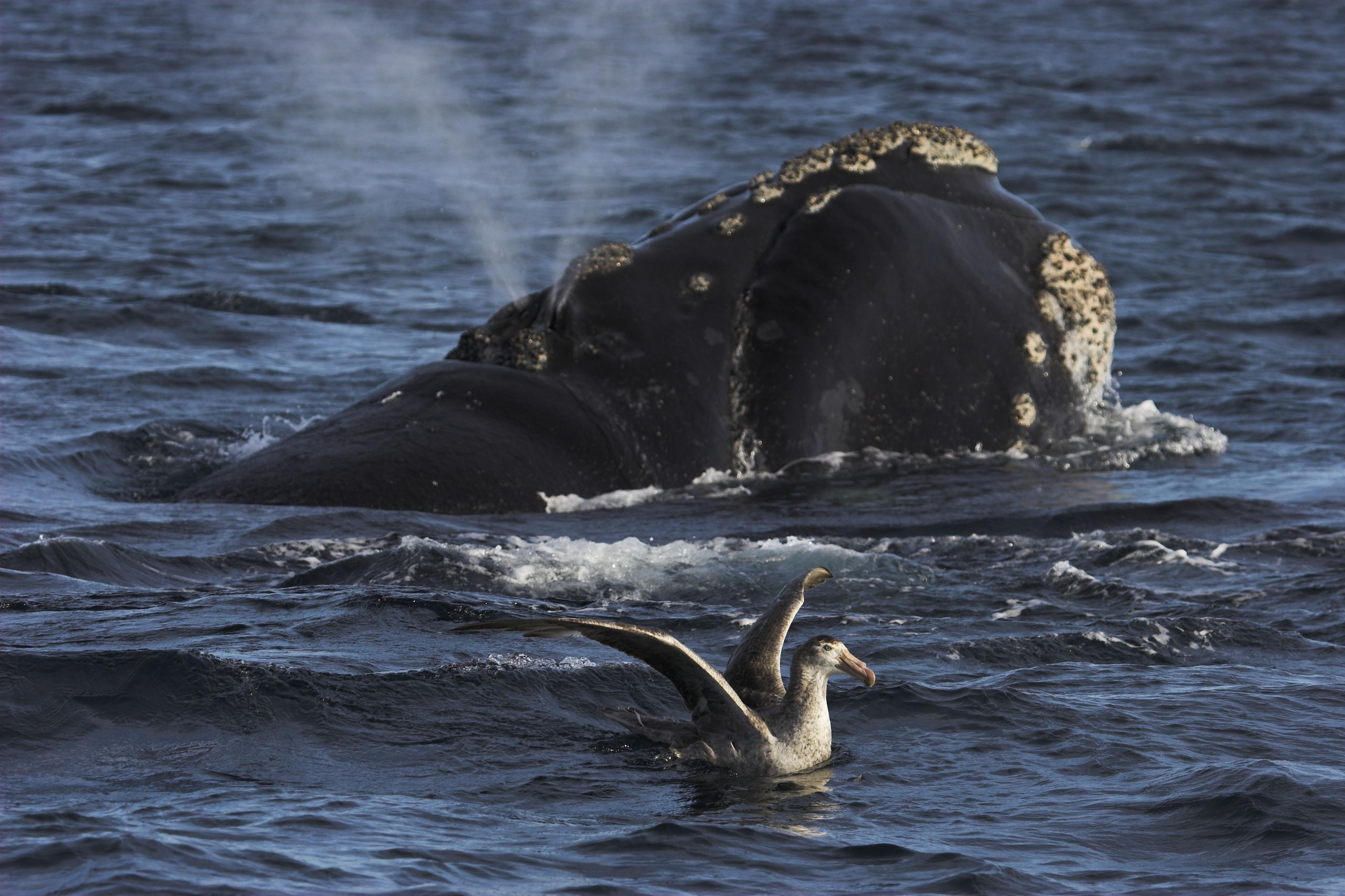 Walvis met vogel