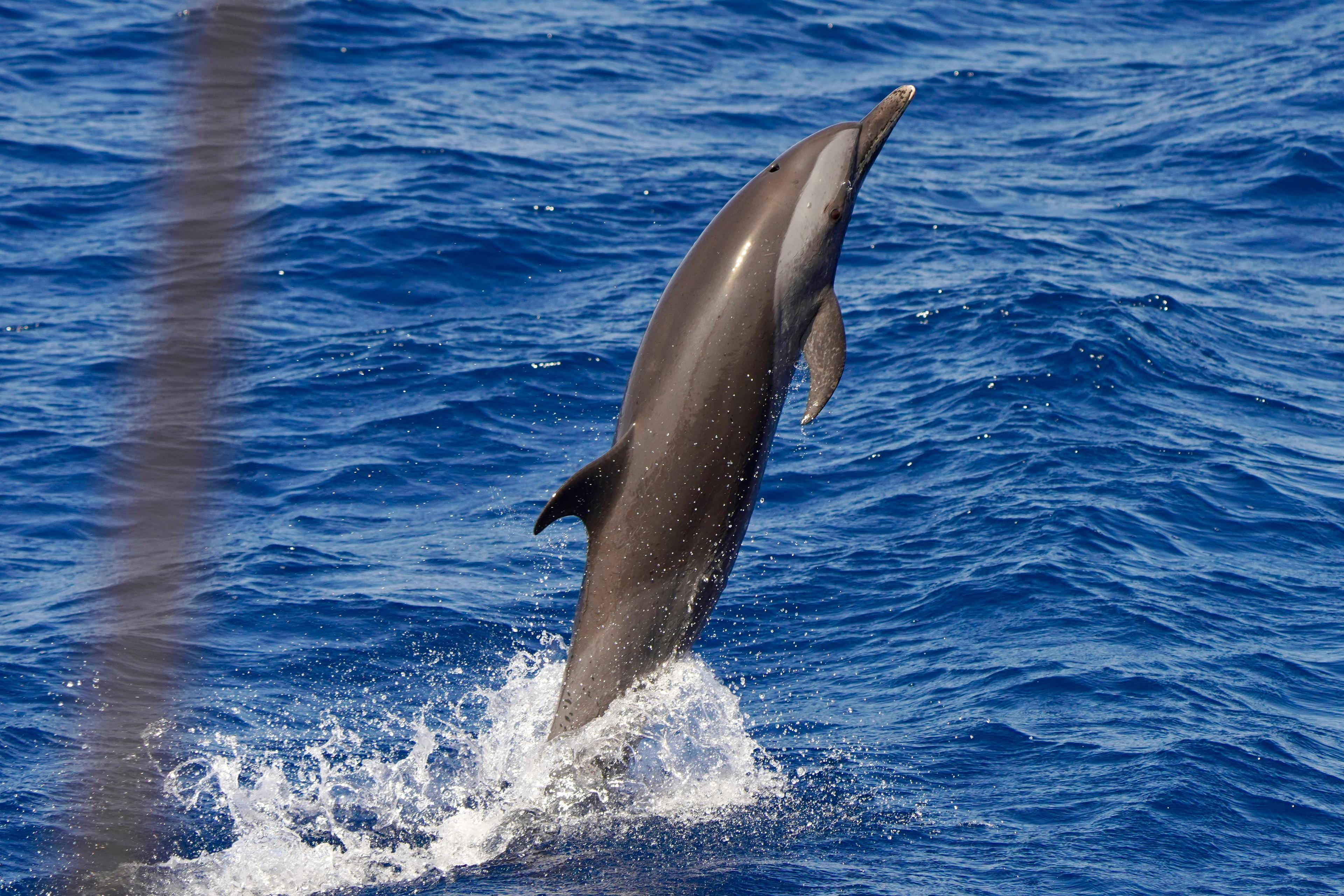 Sprong uit het water