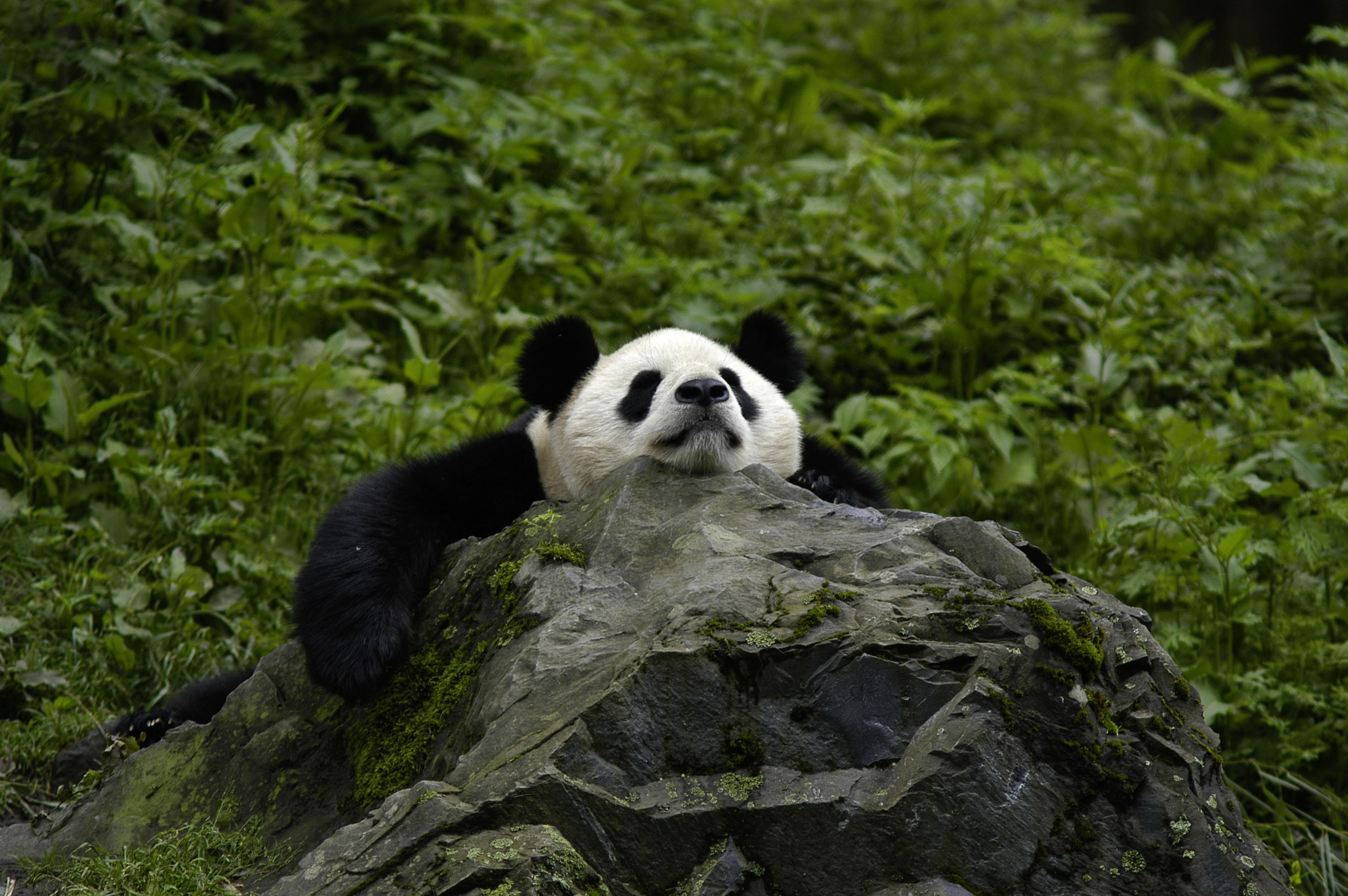 Panda op rots