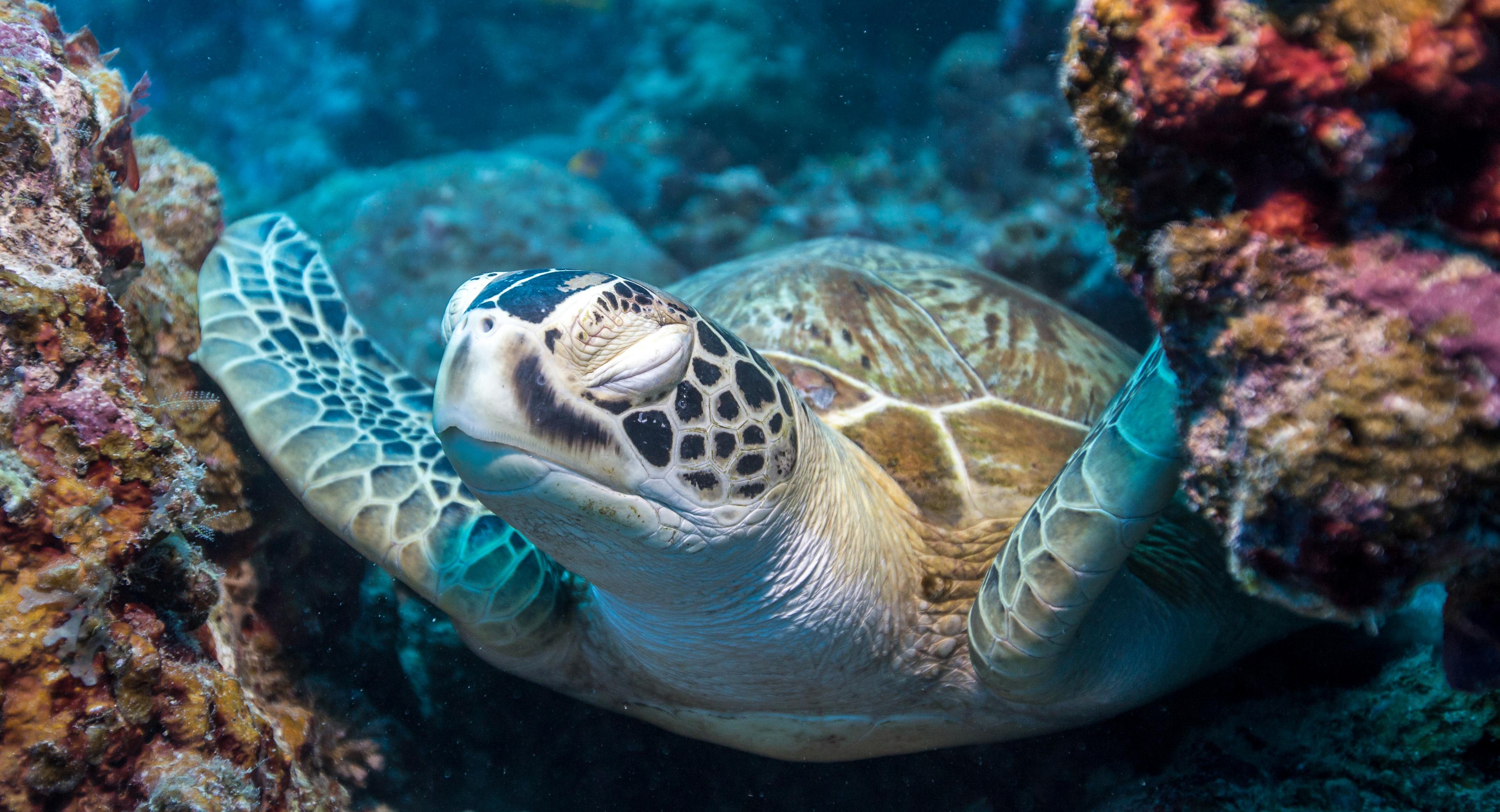 Zeeschildpad Australië