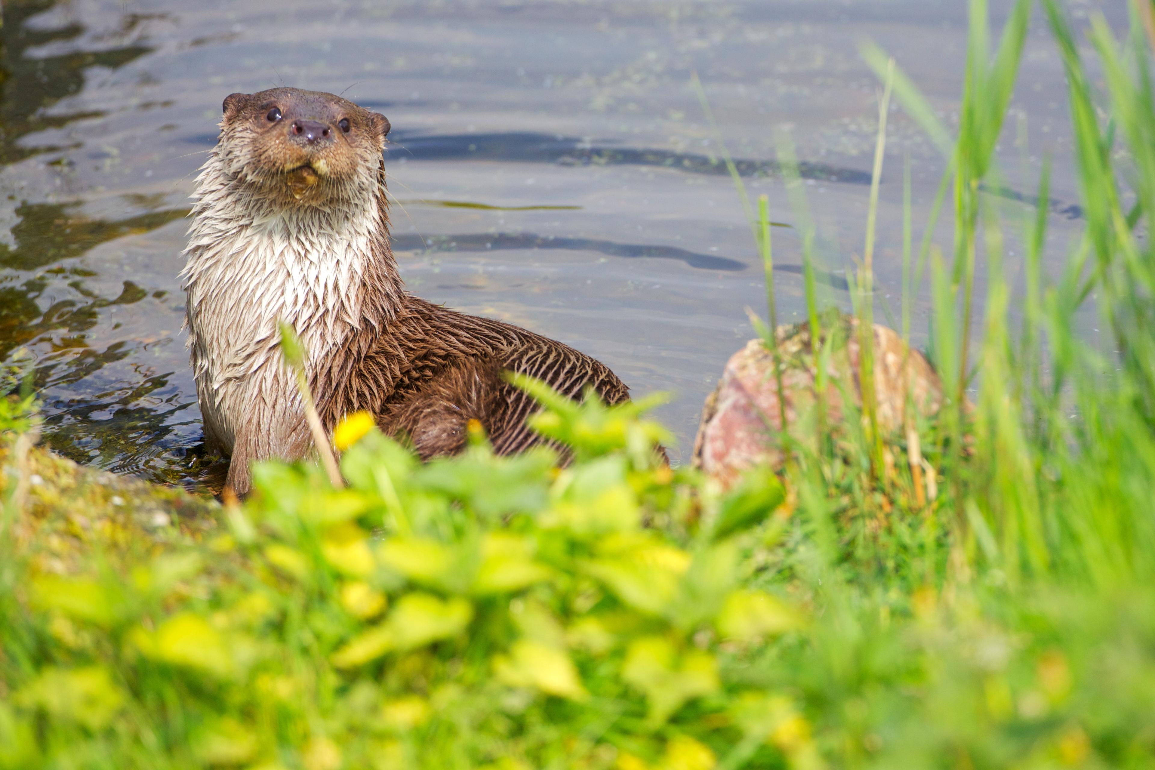 Otter kijkt in de camera, zit in het water, gras langs de oever
