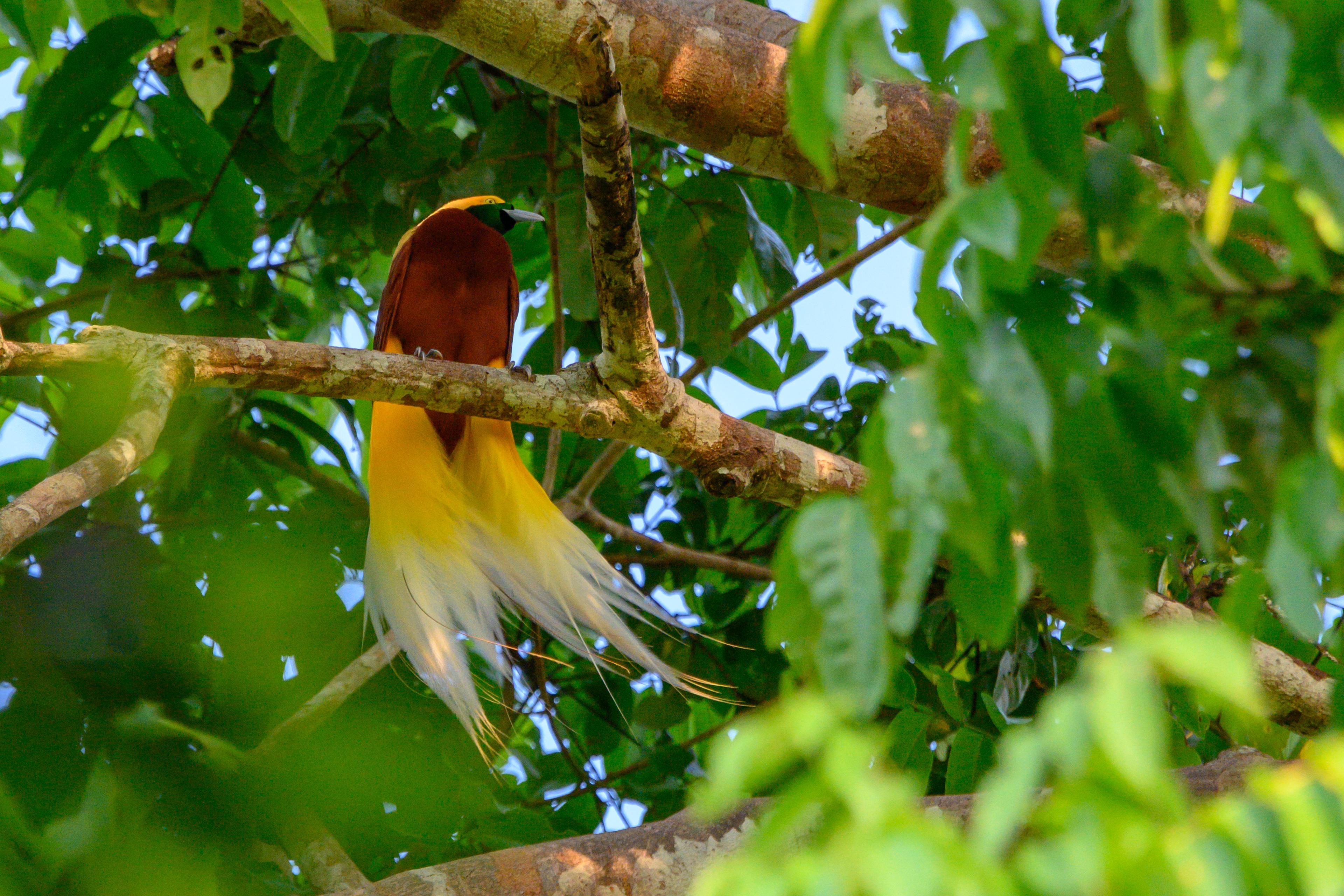 Grote paradijsvogel Papoea Nieuw Guinea