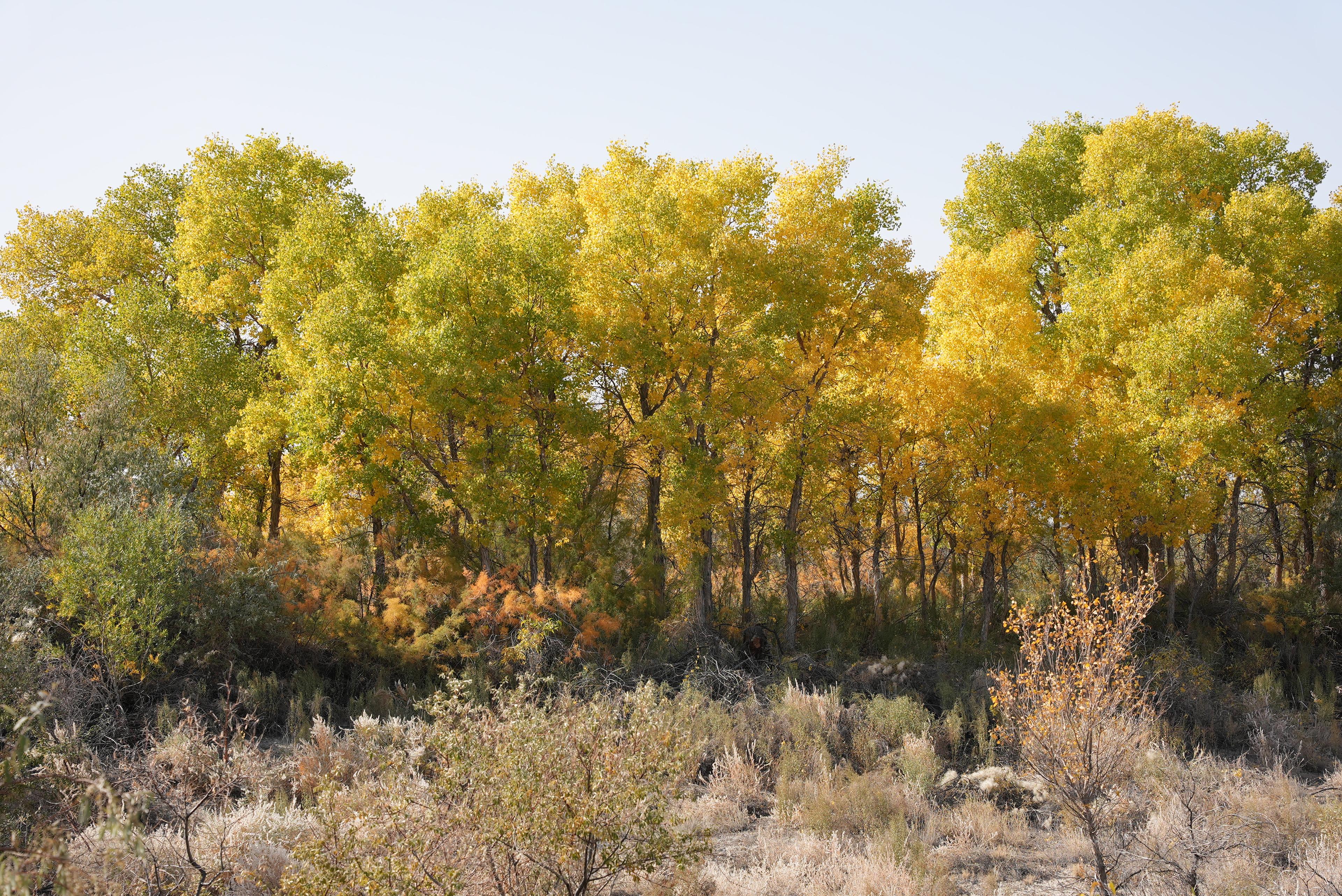 Bomen in Ili Balkhash Reserve