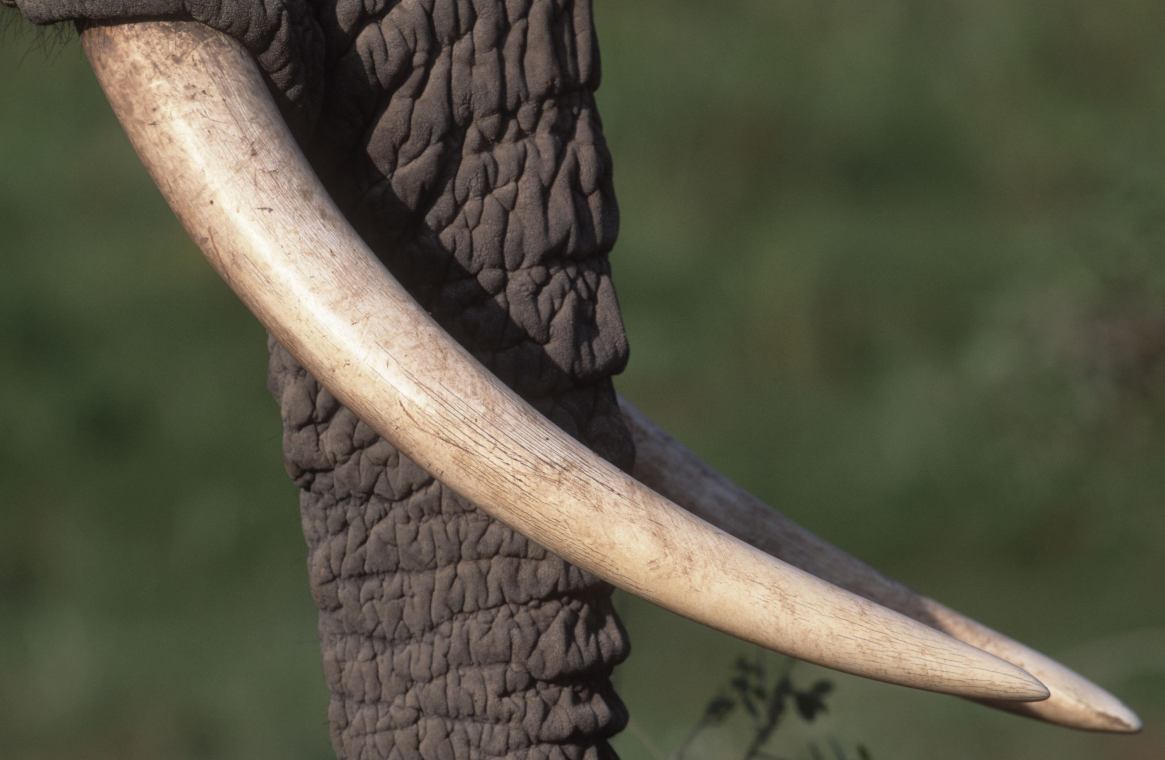Close-up slagtanden olifant