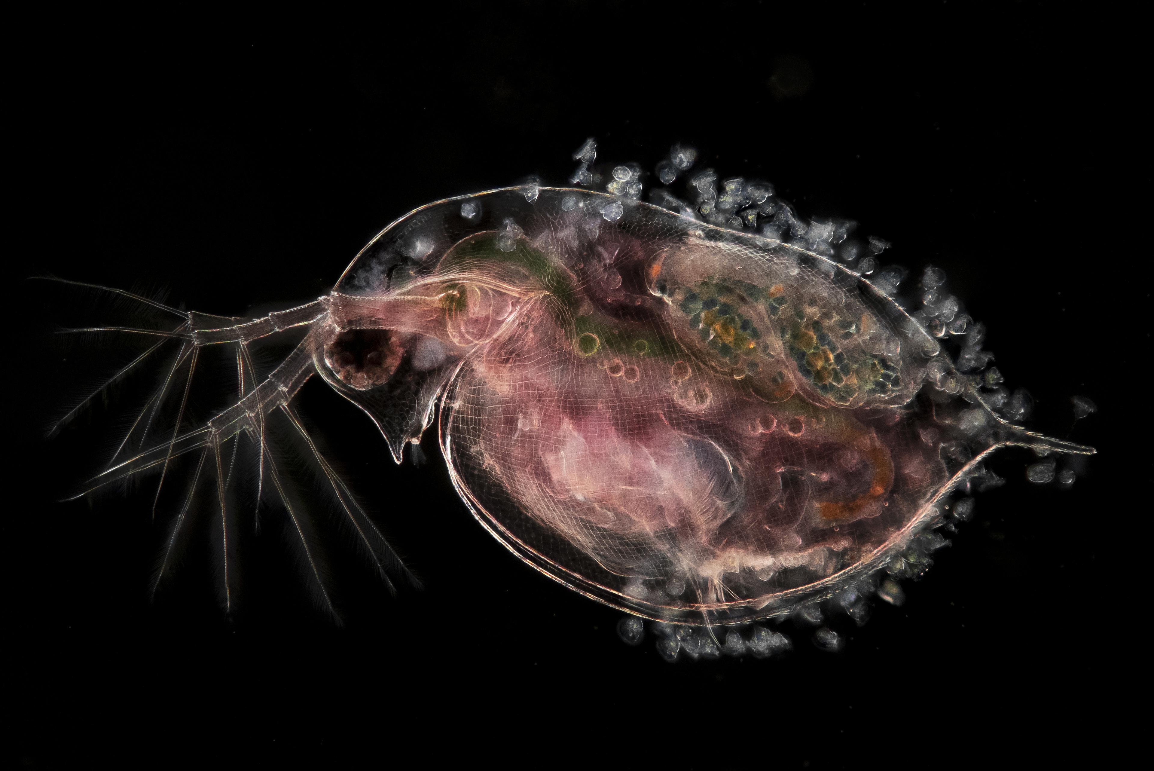 Daphnia pulex Watervlo met embryo’s en klokdiertjes