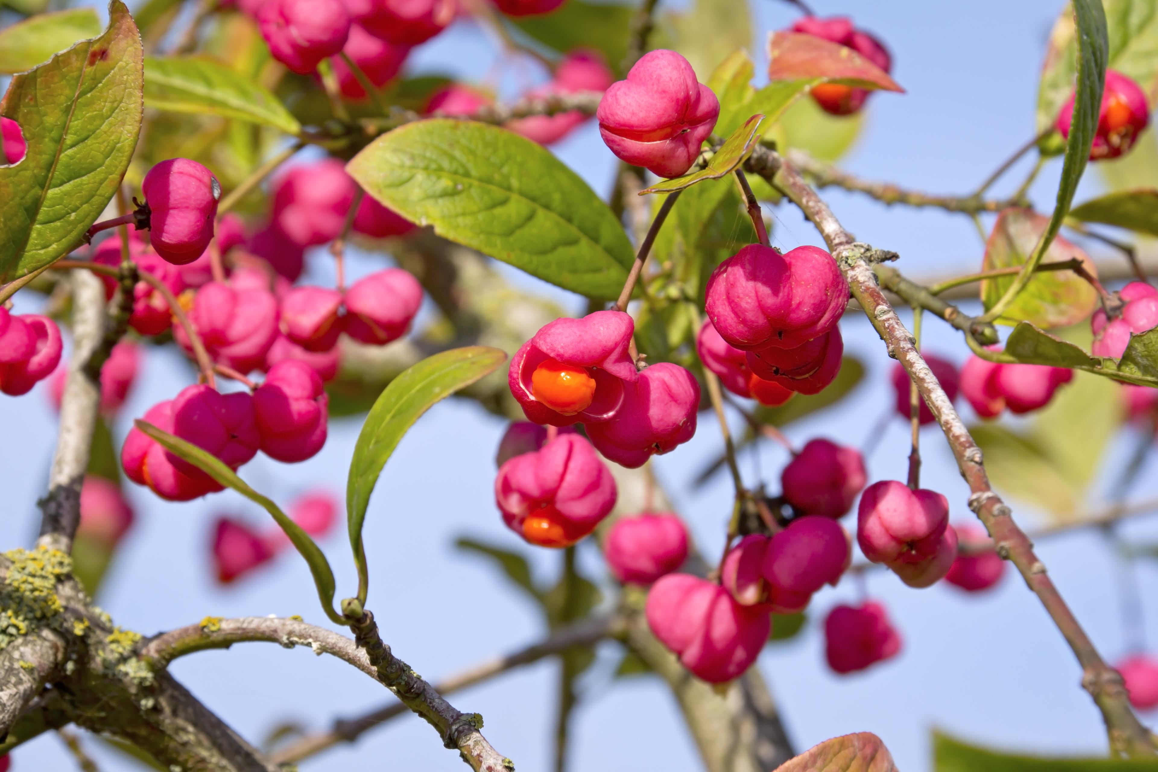 roze bloemen aan boomtak