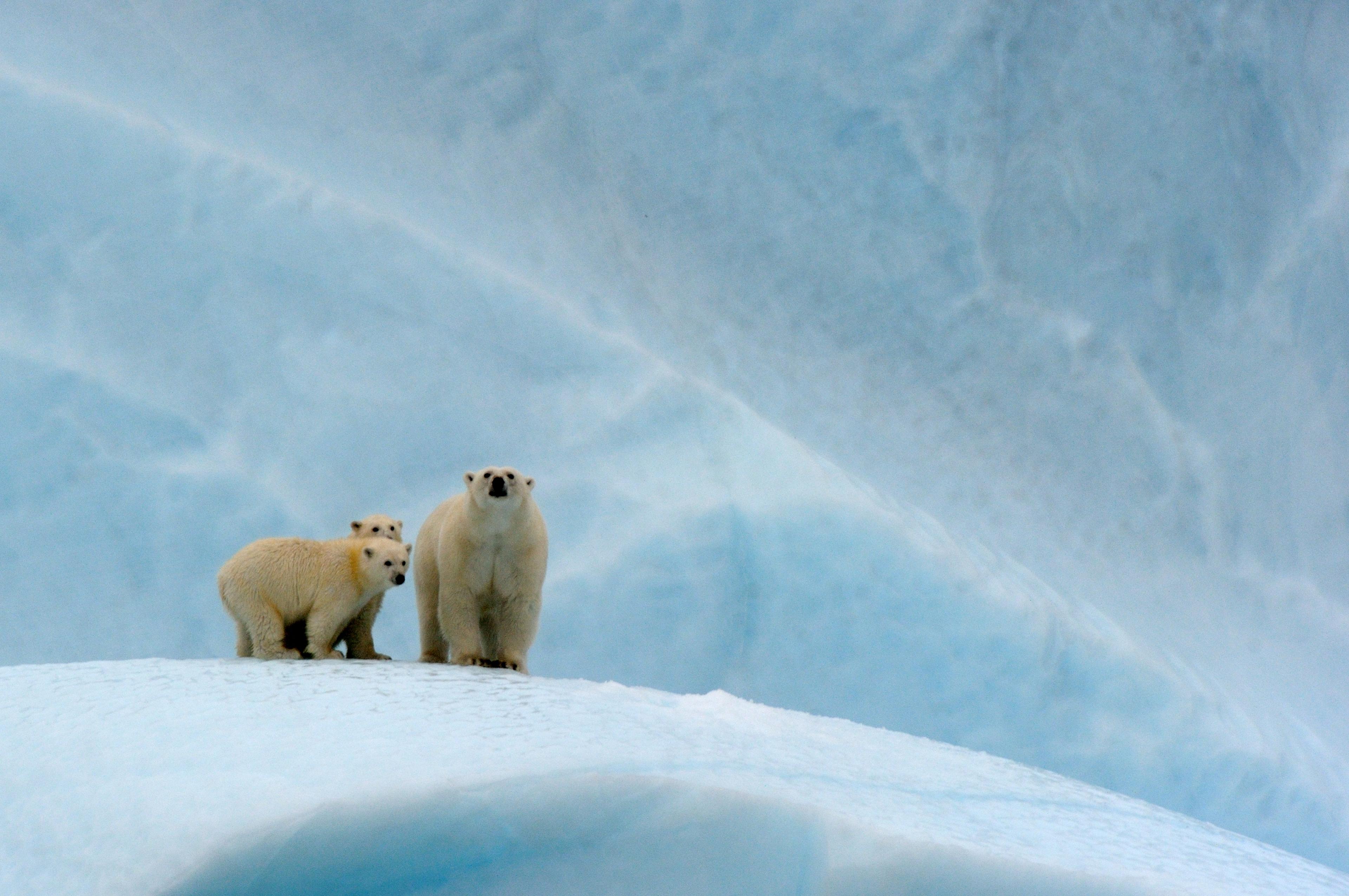 Ijsberen op ijsschots op Baffin eiland