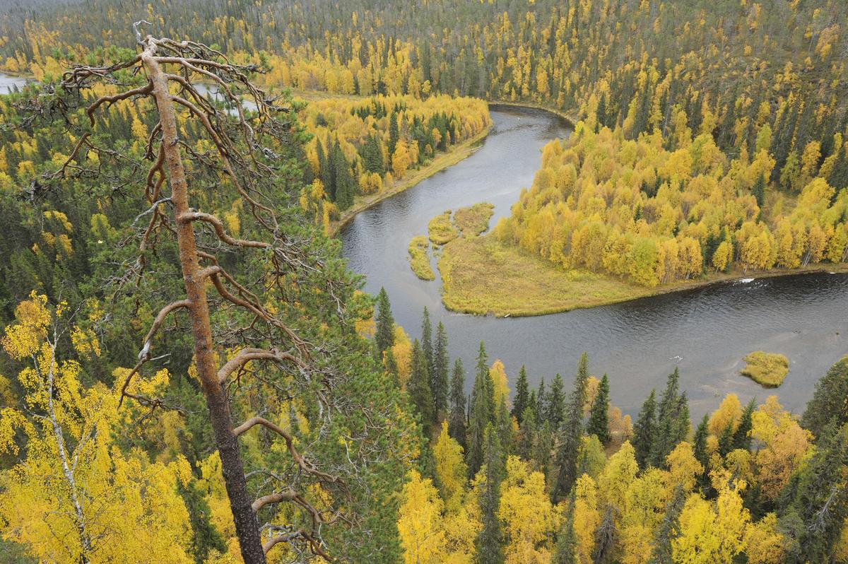 Rivier in Finland, Oulanka Nationaal Park