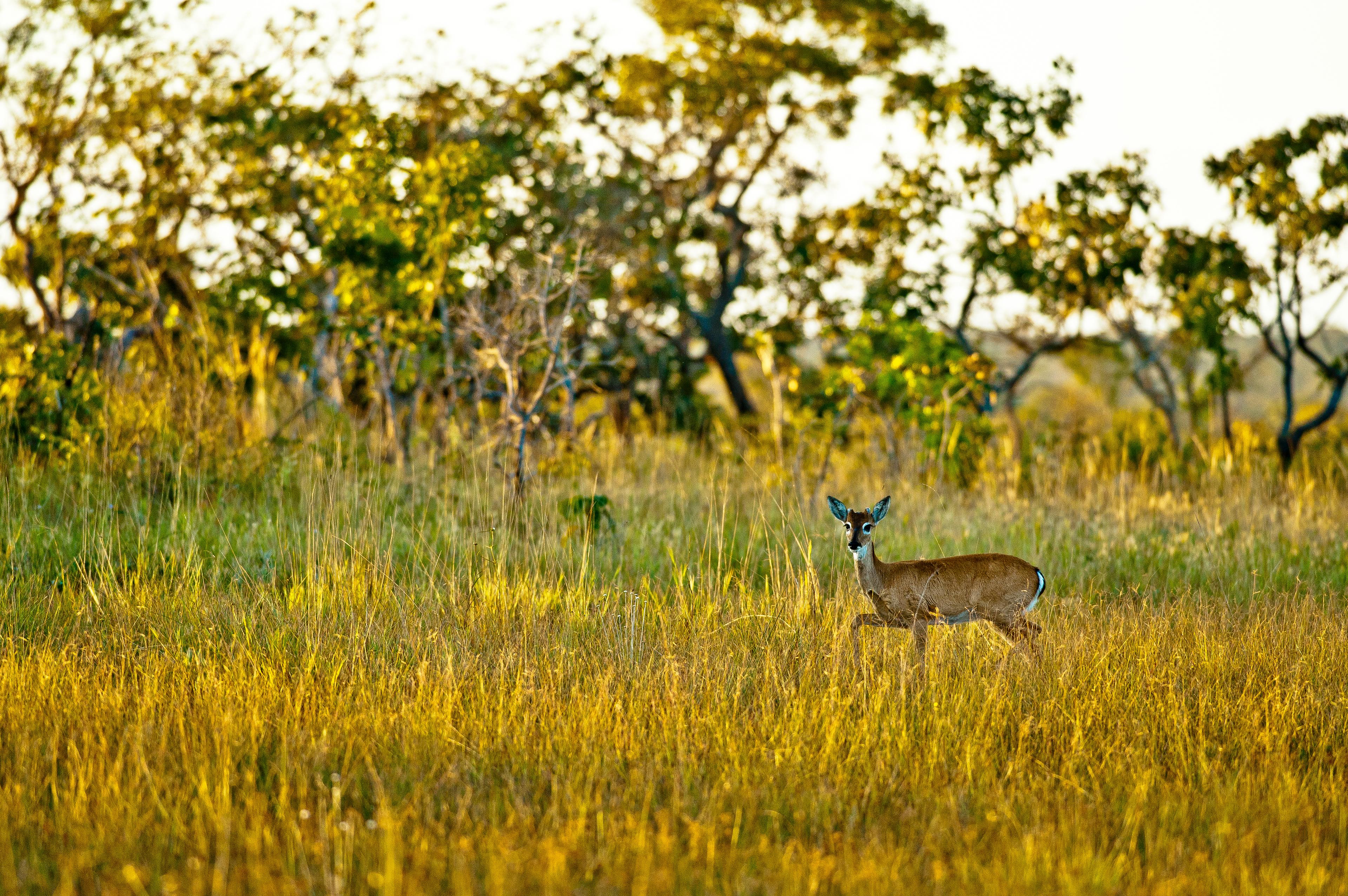 Een hert in de Cerrado in Brazilië