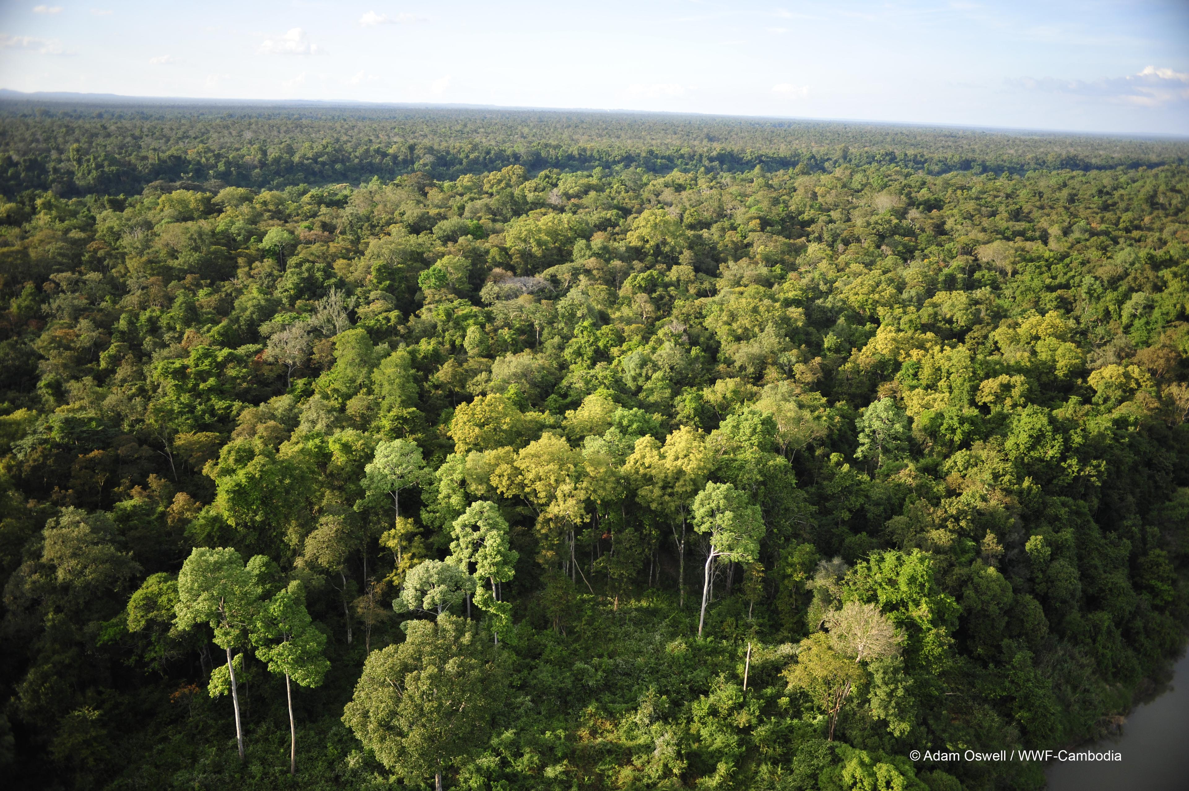 Mekong gebied in Vietnam, bovenaanzicht bos, bomen