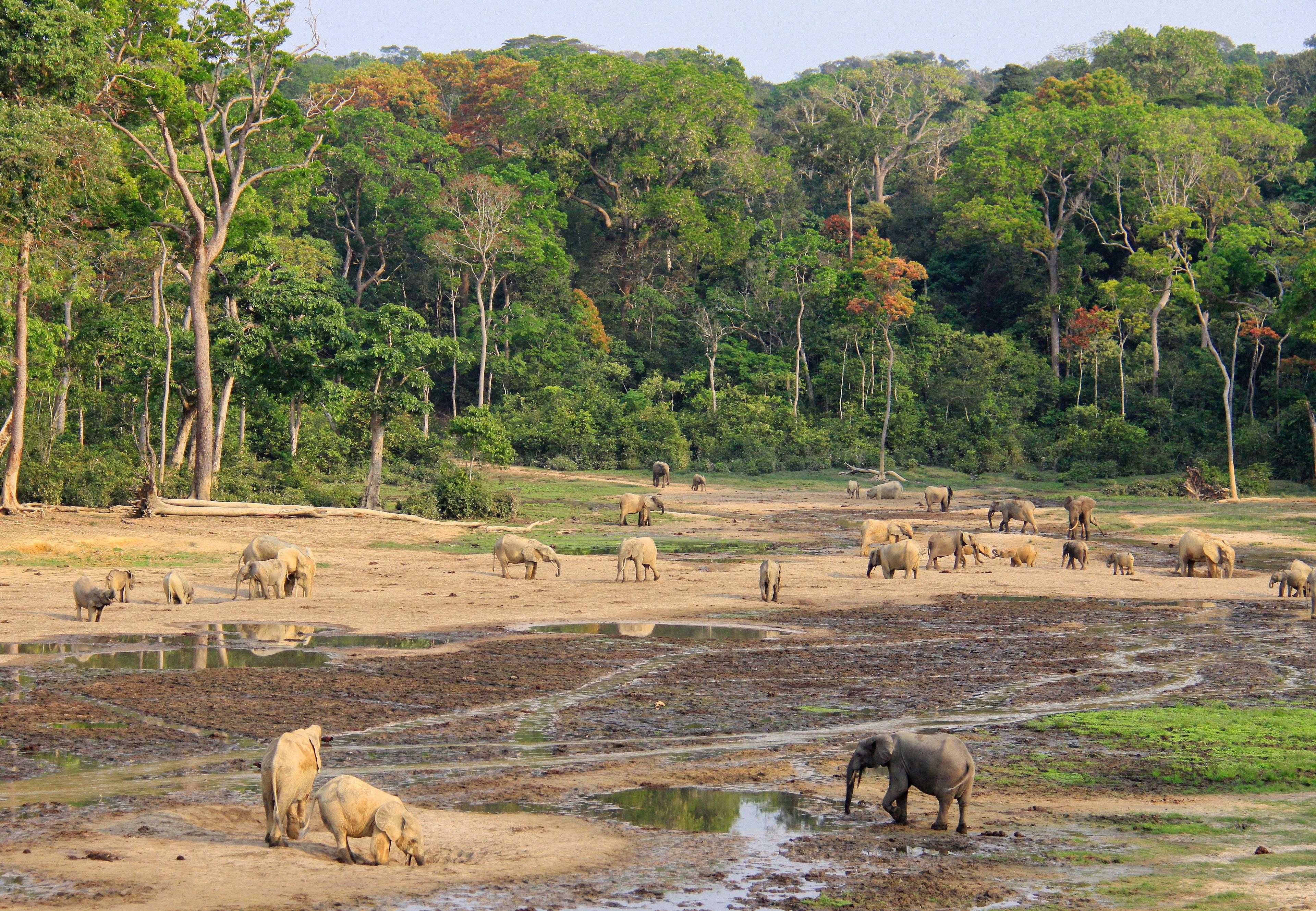 32 bosolifanten in Congo op een open stuk in het bos