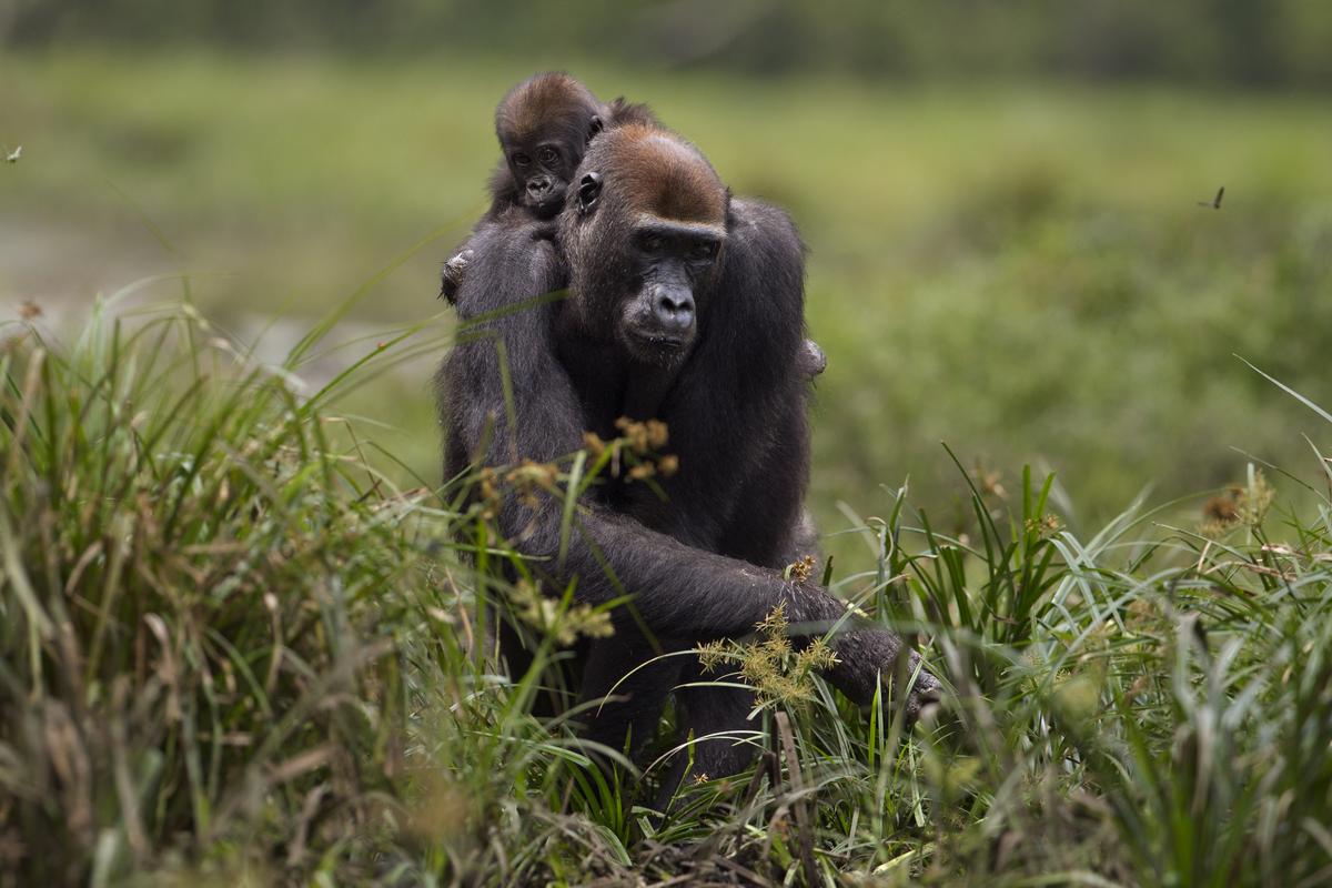 Gorilla met baby op rug