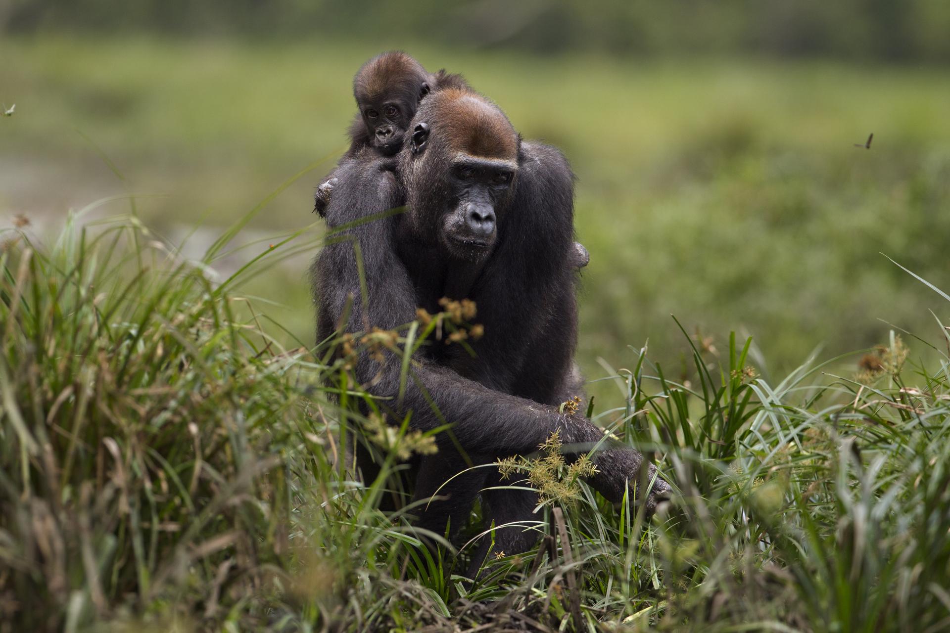 Gorilla met baby op rug