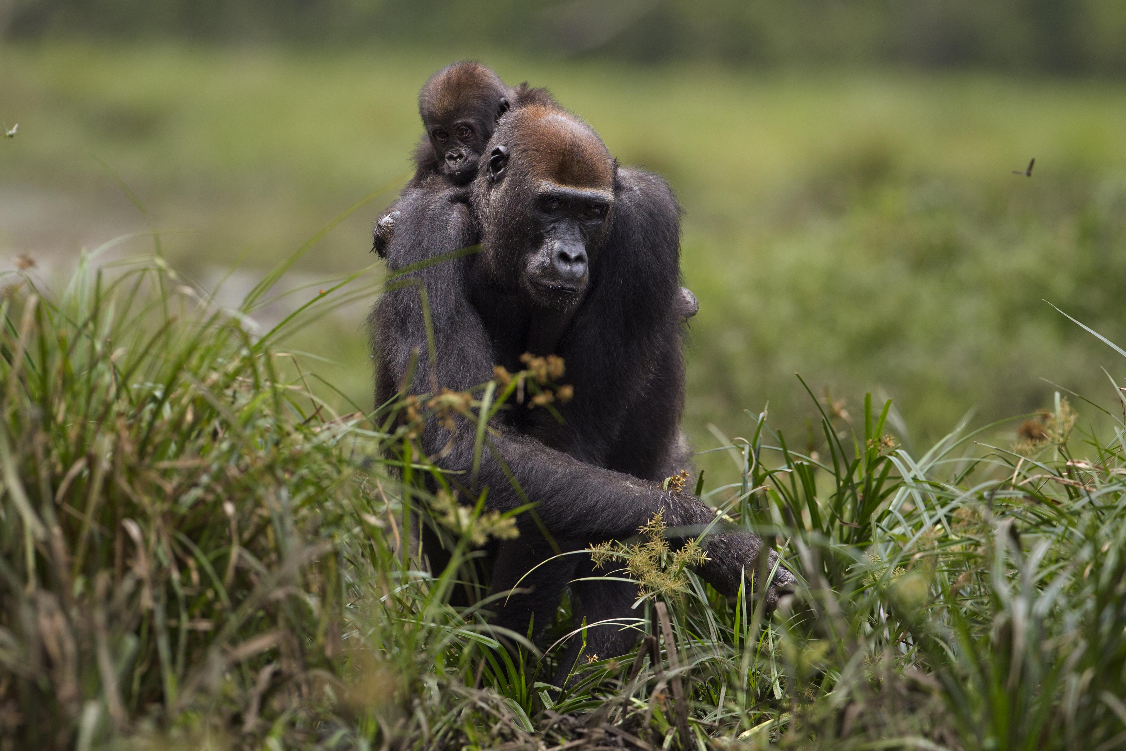 Gorilla met baby op rug