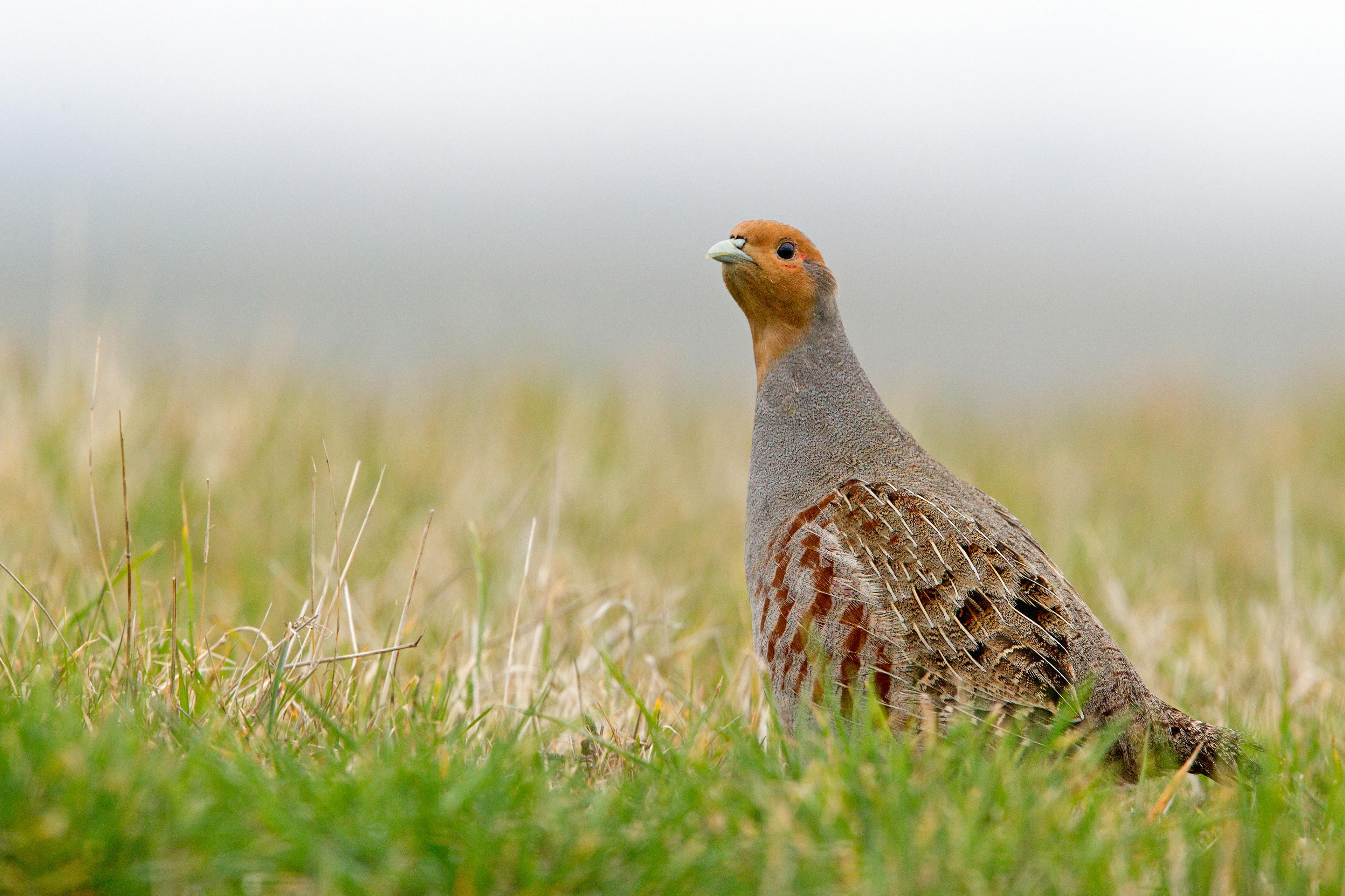 Patrijs in het veld