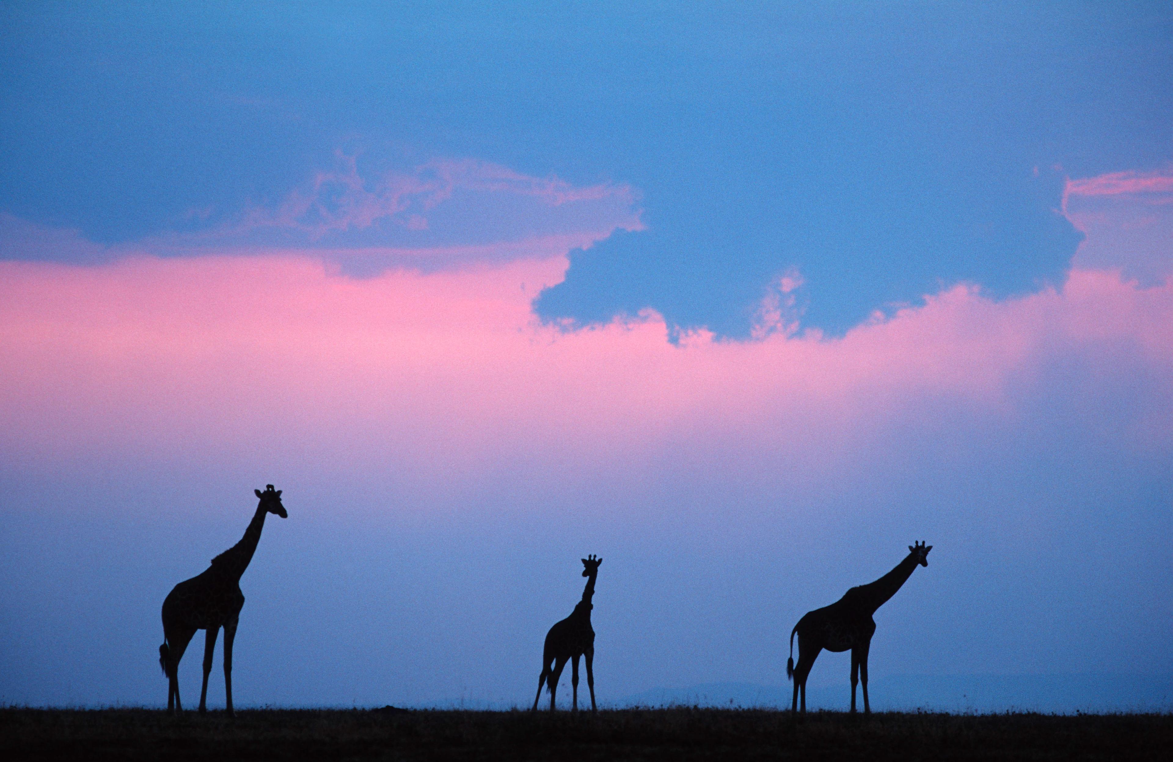 Giraffes bij zonsondergang in Afrika