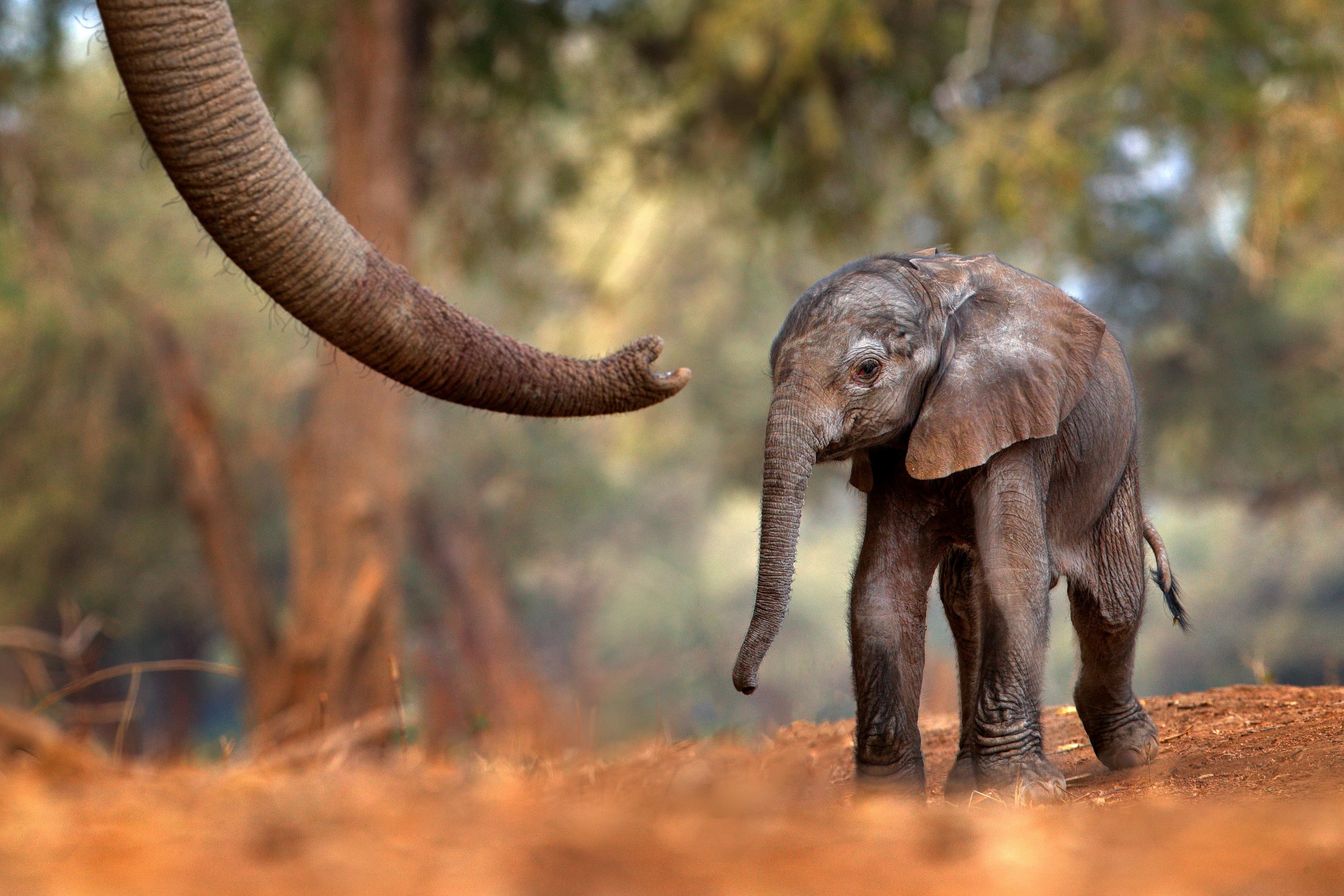 Babyolifant loopt achter een slurf van een grote olifant aan
