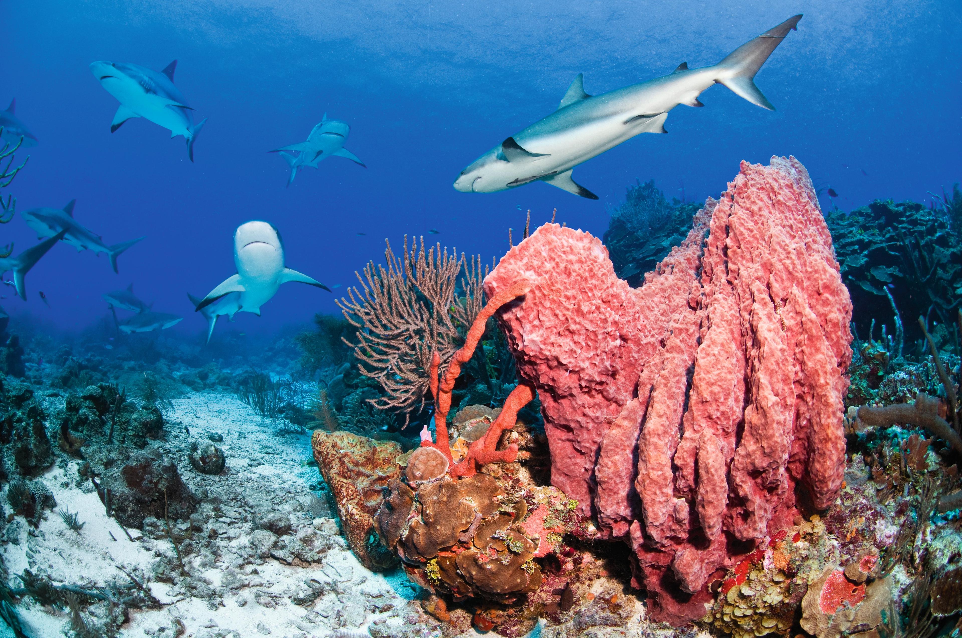 Caribische rifhaai