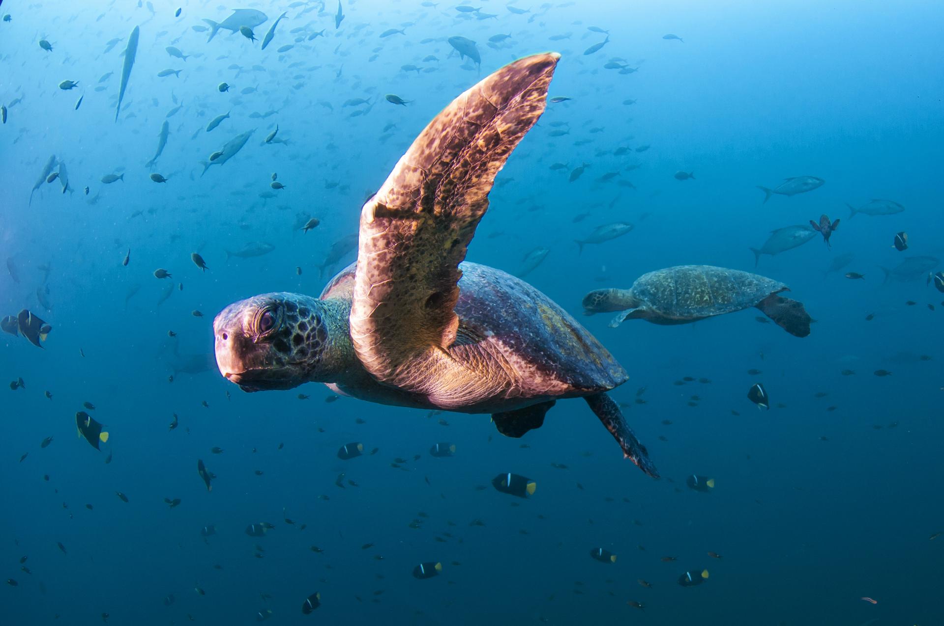 Een zeeschildpad onder water bij de Galapagos Eilanden