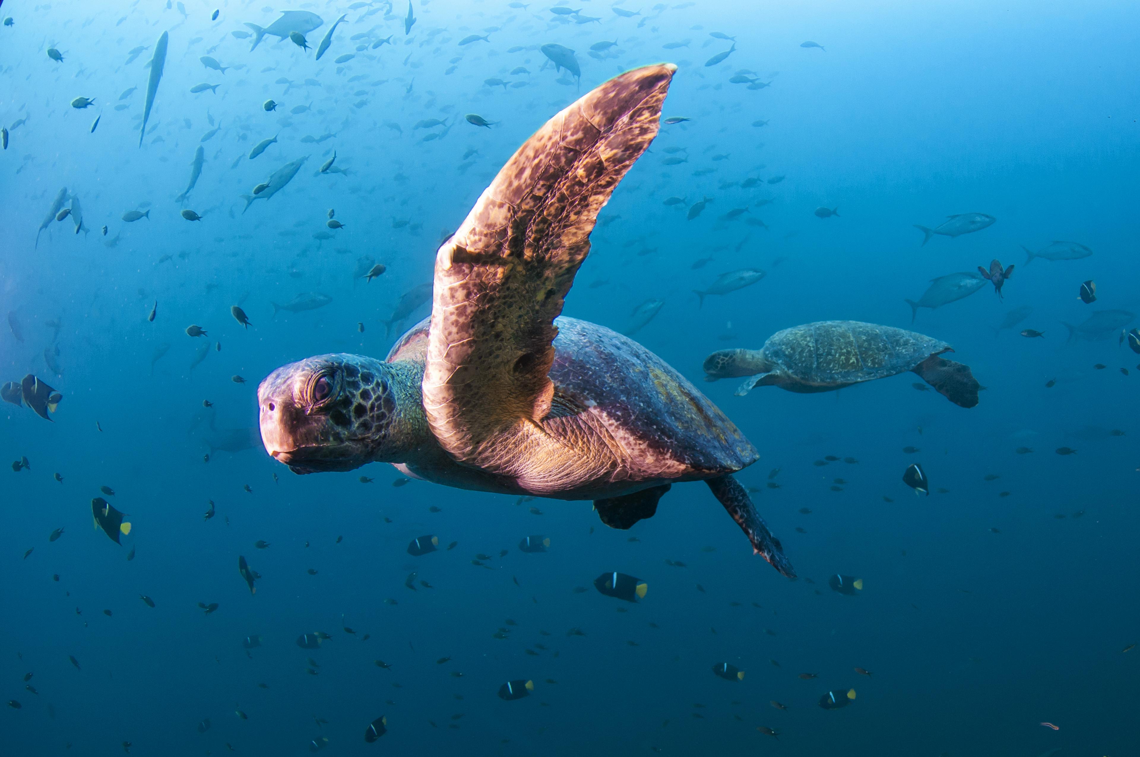 Een zeeschildpad onder water bij de Galapagos Eilanden