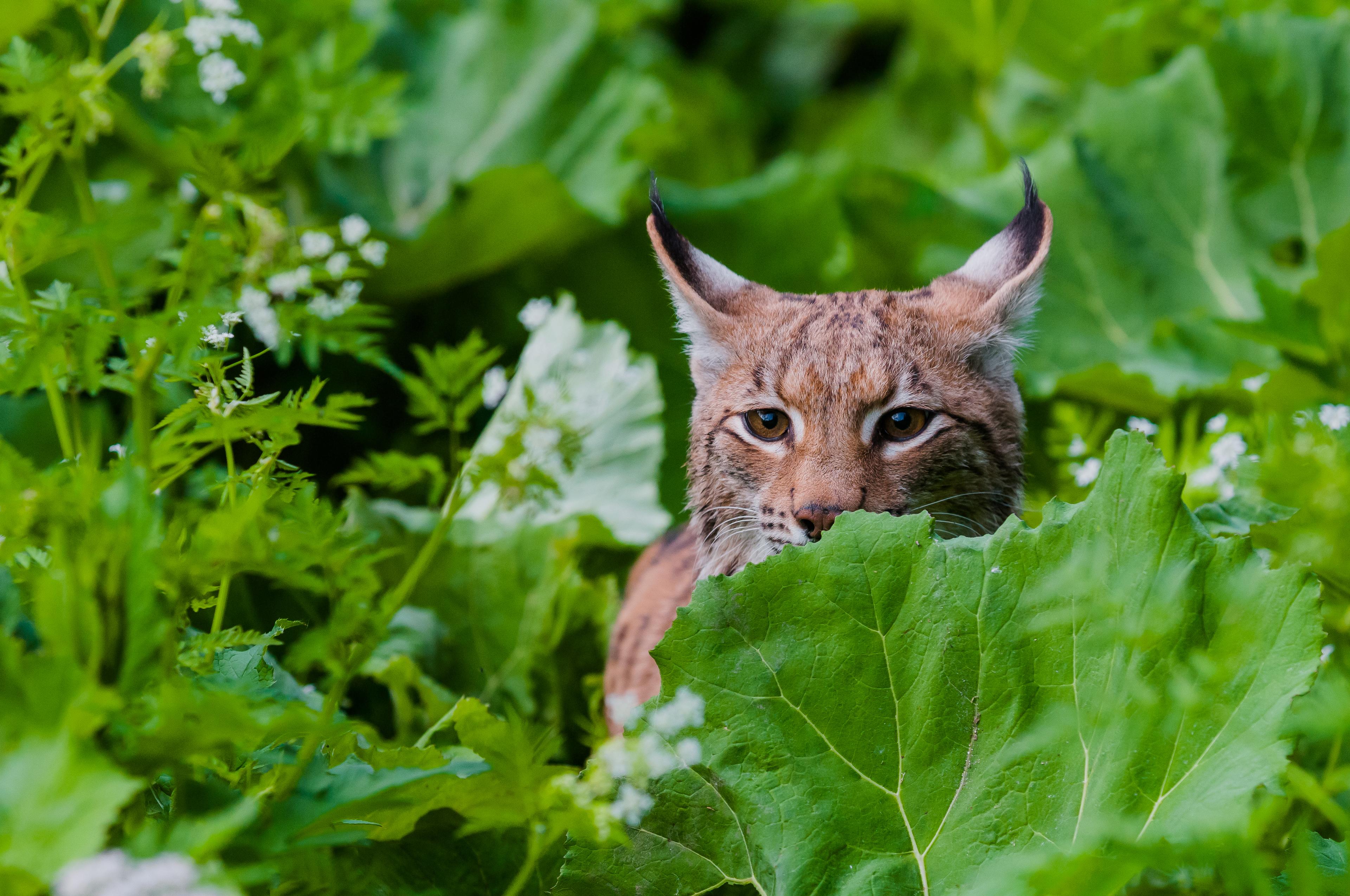Lynx in de bosjes, Slowakije
