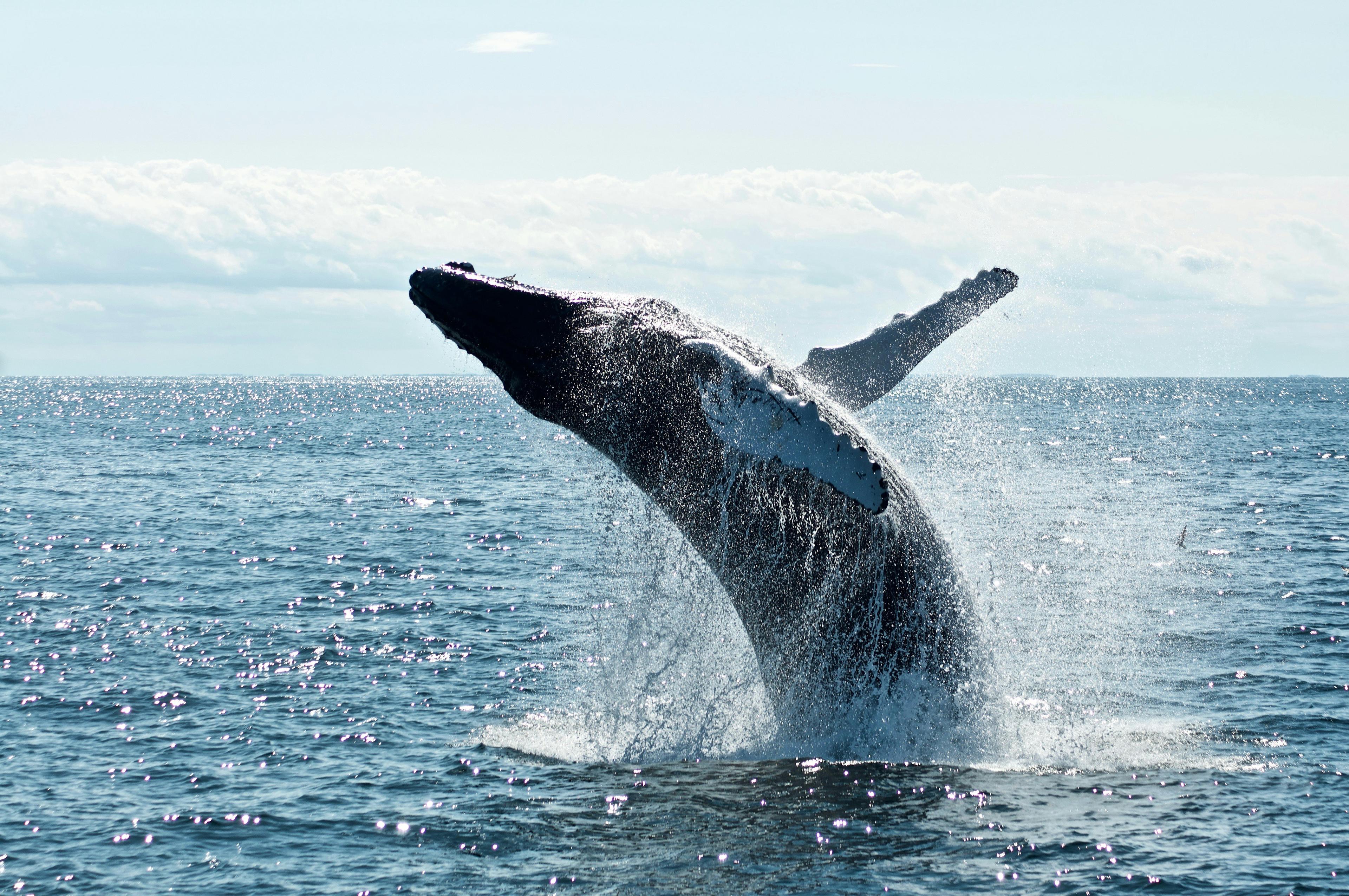 Help de walvis