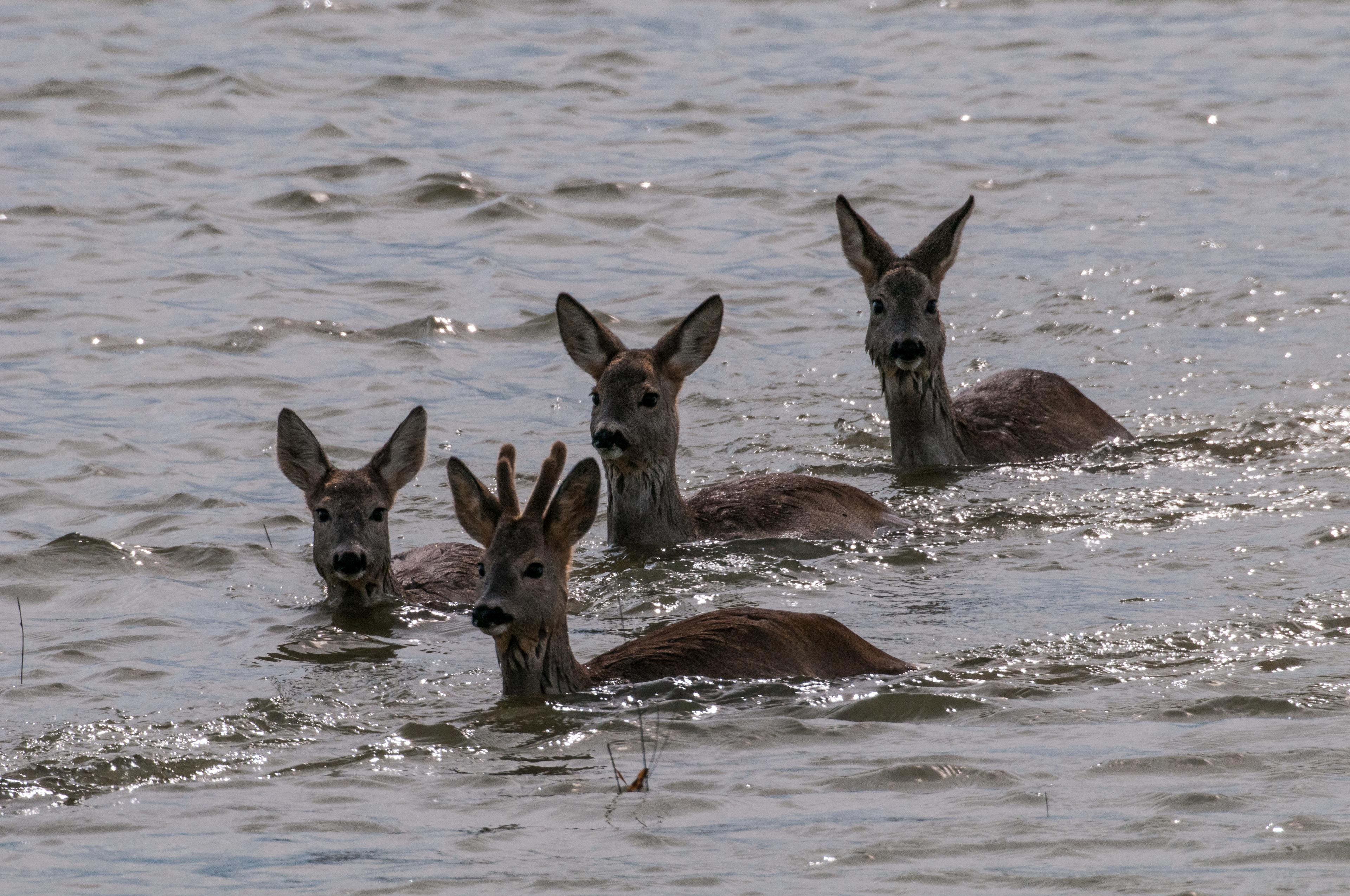 Kudde reeën ontsnappen aan hoog water tijdens overstromingen