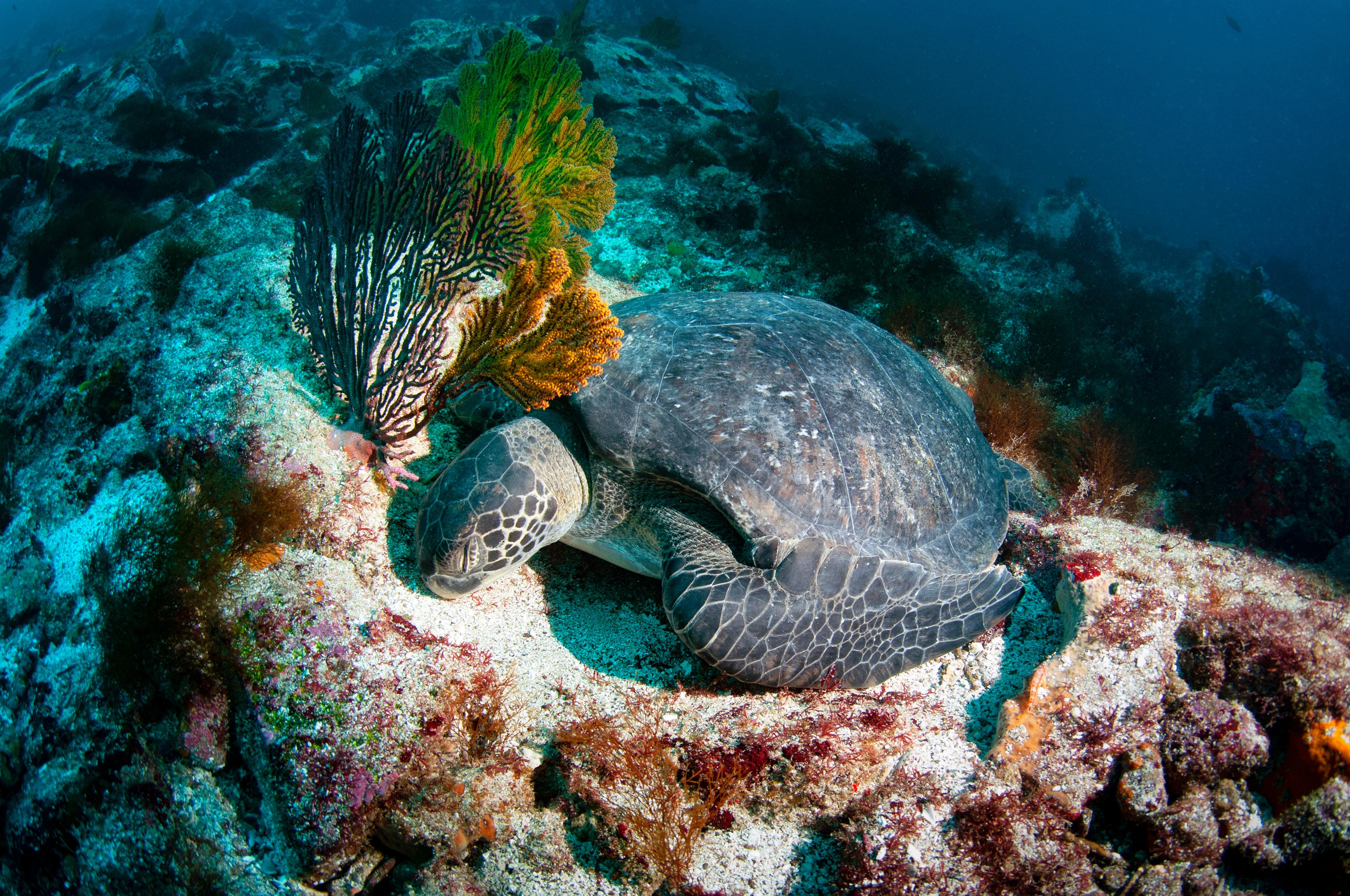 Slapende zeeschildpad