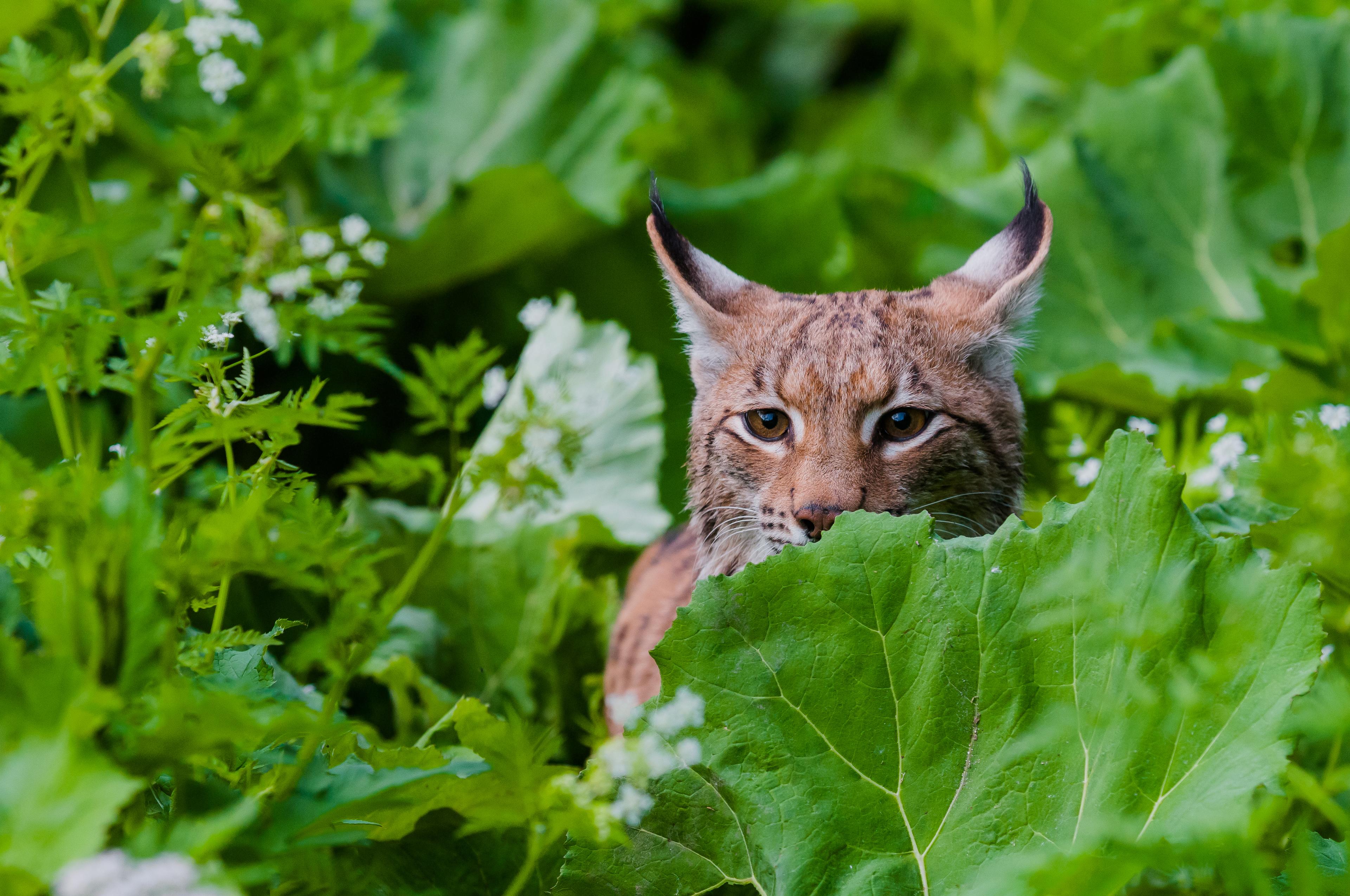 Een jagende lynx