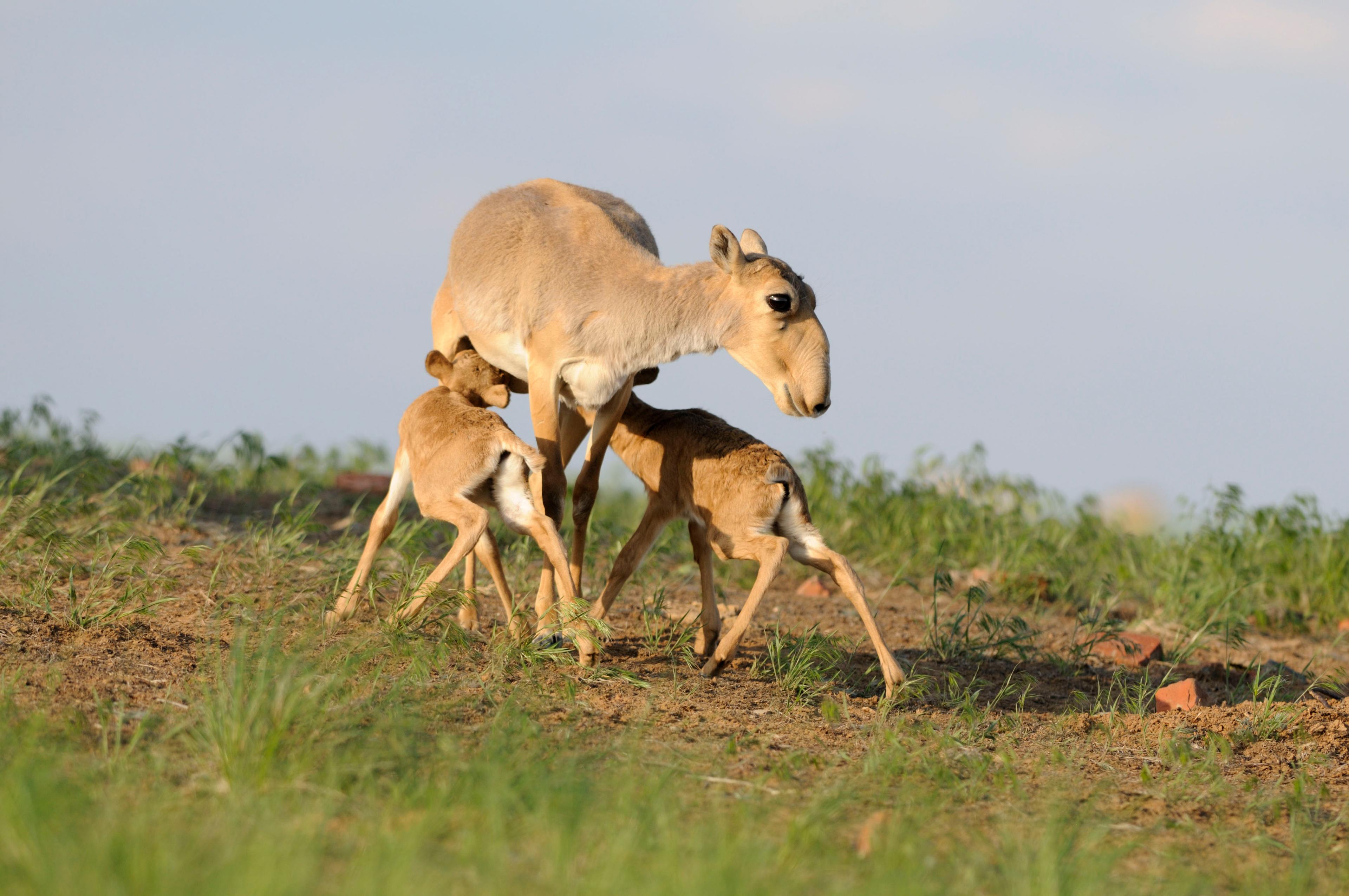 Saiga-antilope met twee kalfjes die drinken, Mongolië