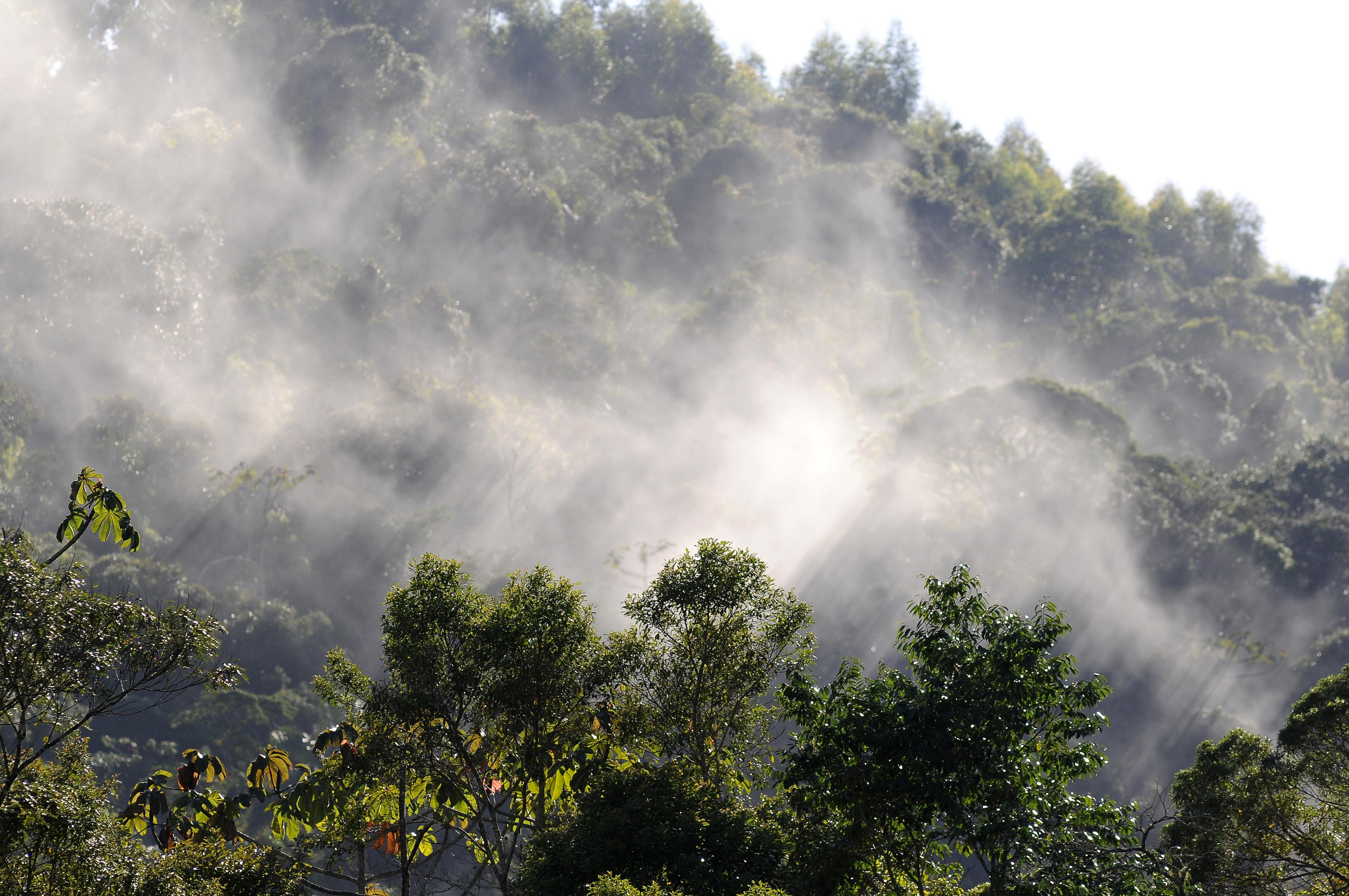 Bos in de mist, Atlantisch Regenwoud