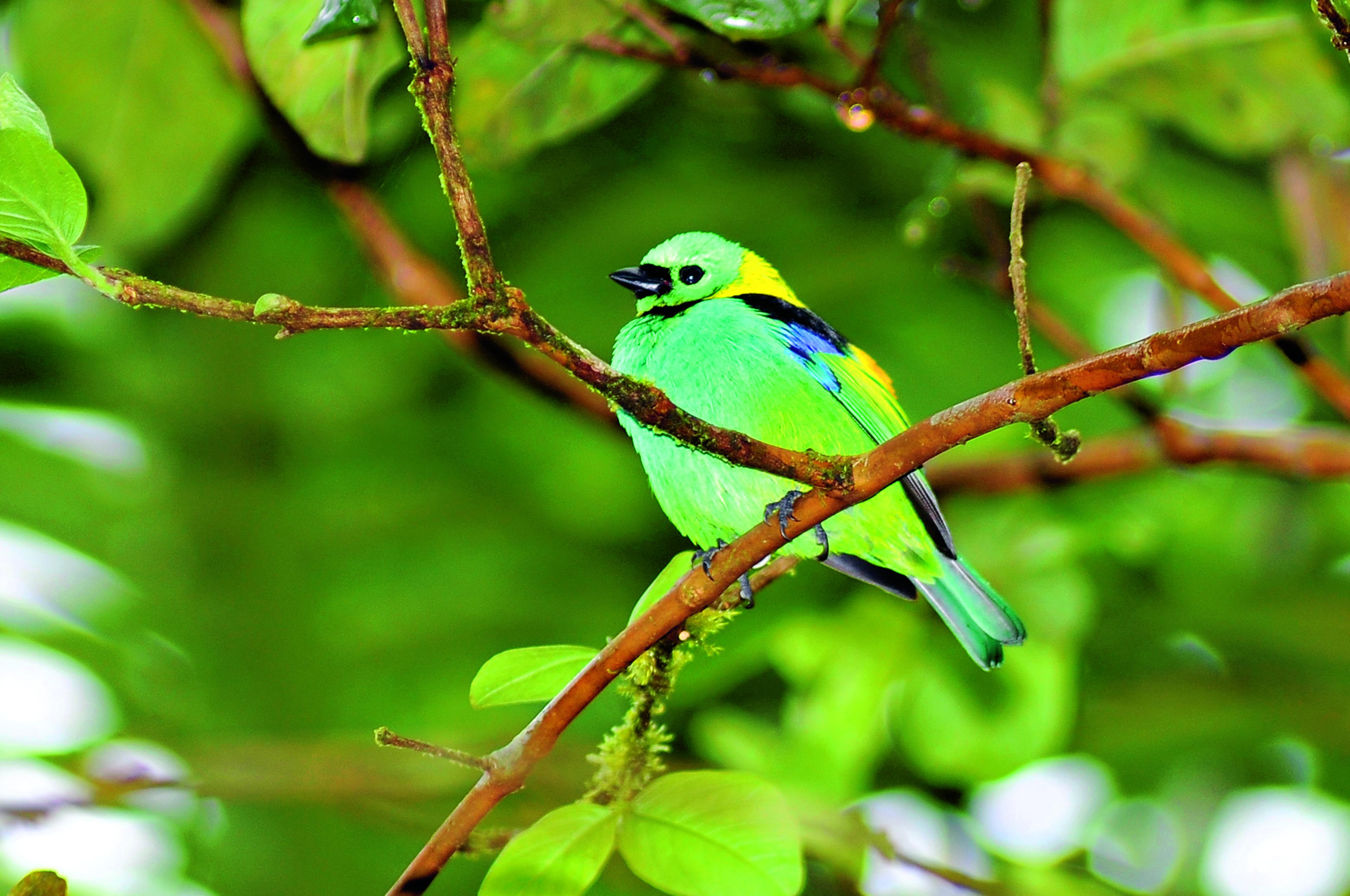 Groenhoofdige Tanager