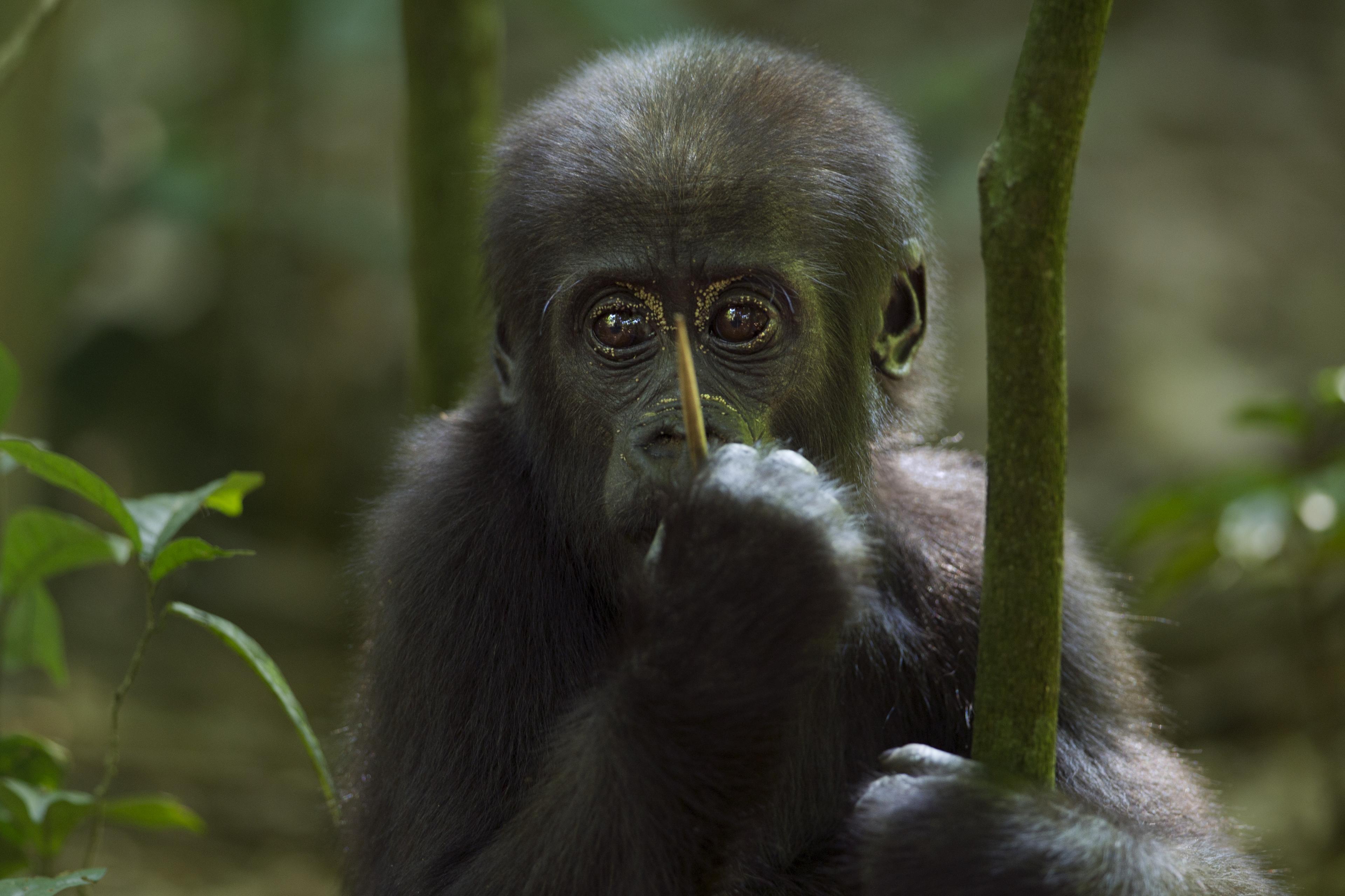 Kleine gorilla baby Centraal Afrika, eet takje
