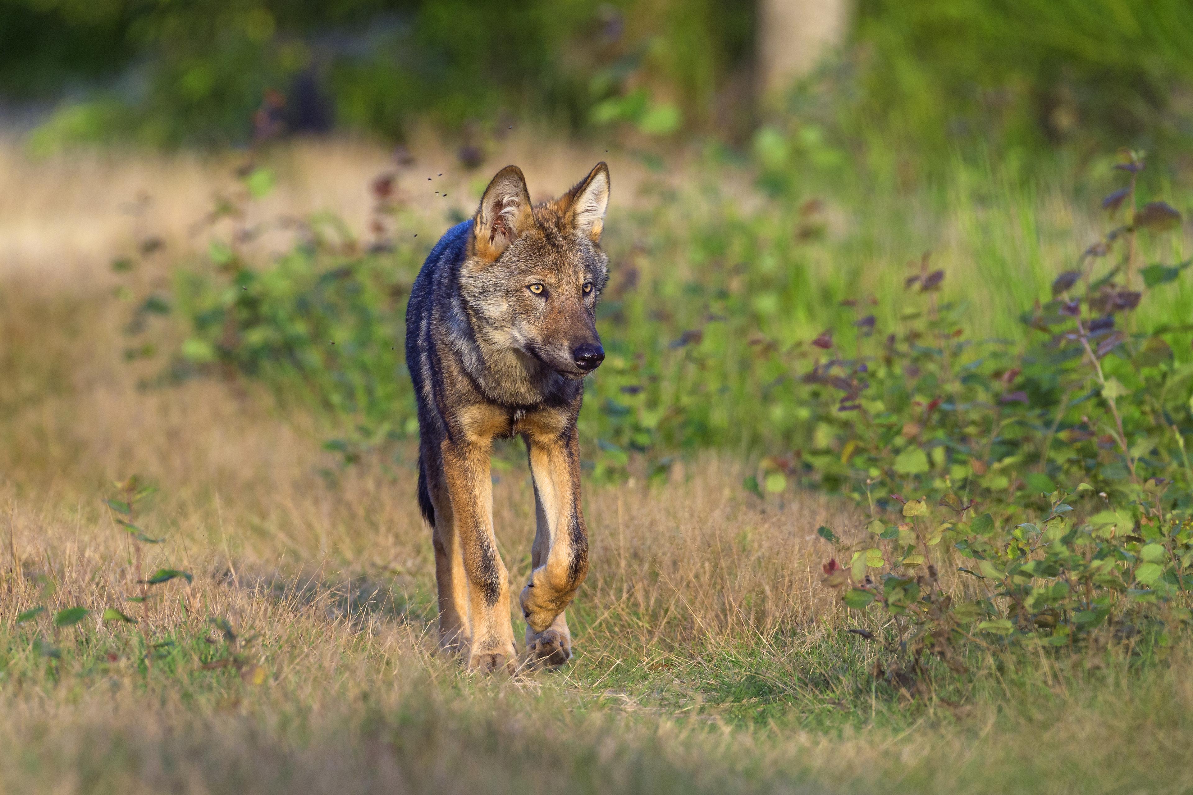 Grijze wolf loopt in het bos, Duitsland