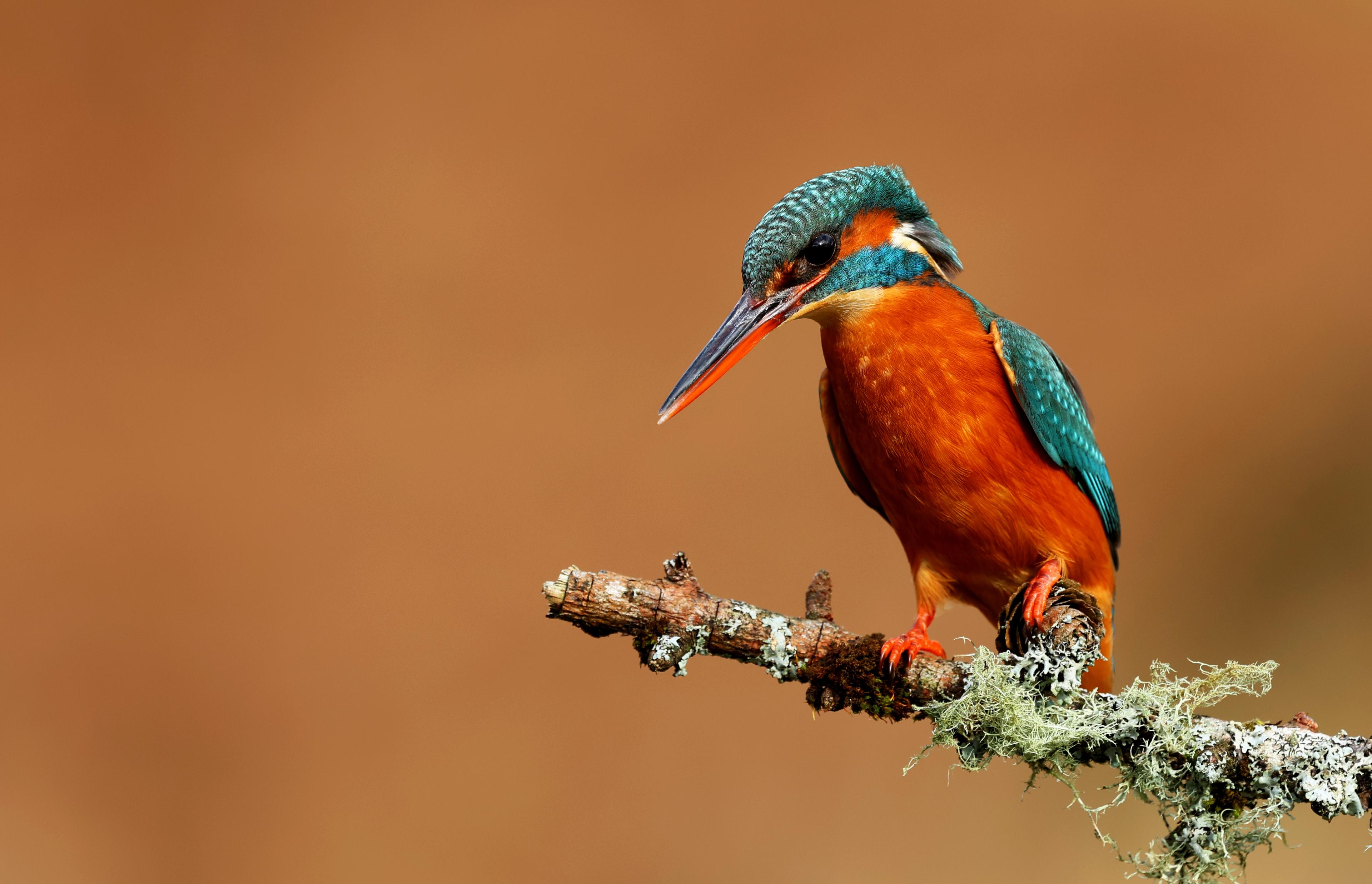IJsvogel